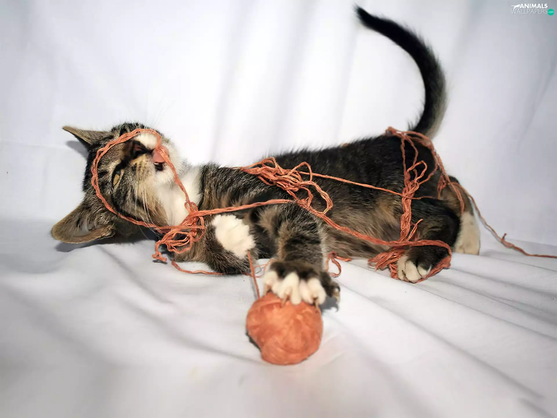 drag, entangled, cat