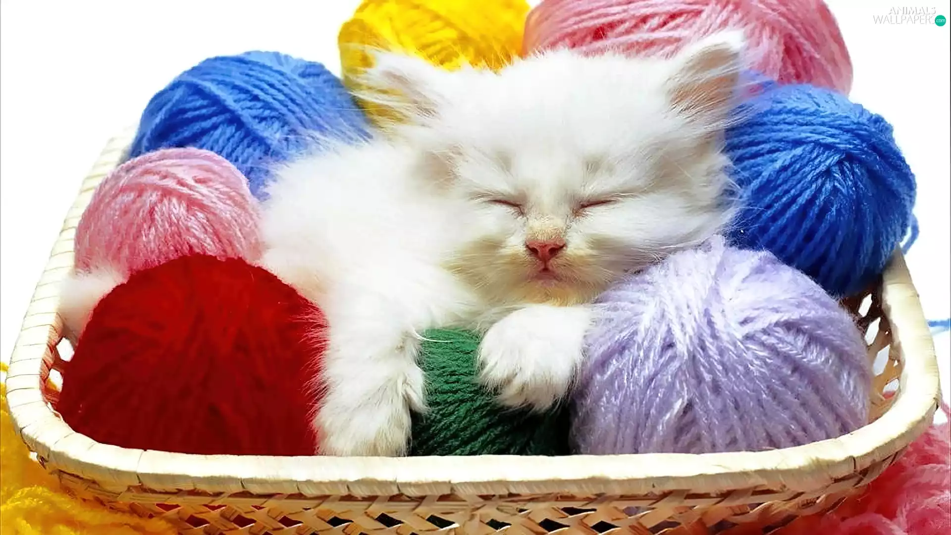 drag, kitten, Coloured