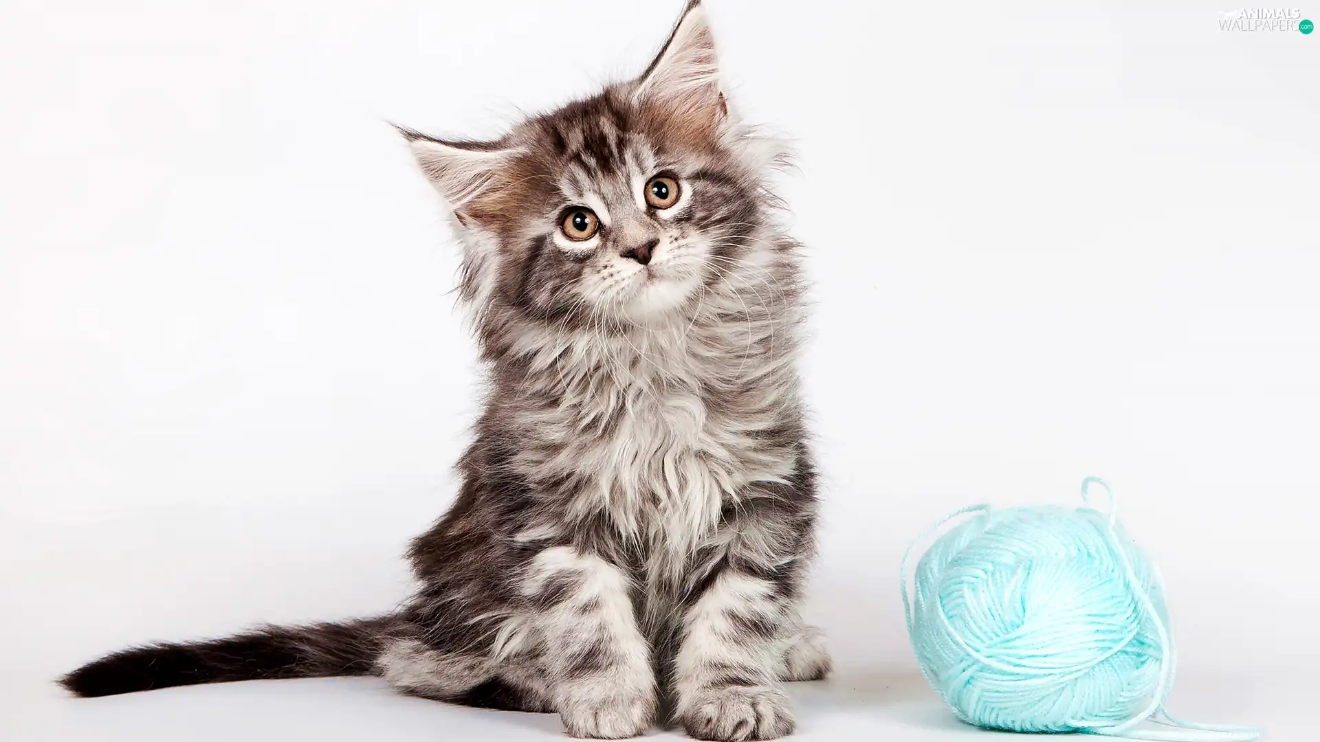 cat, ball, drag, Maine Coon