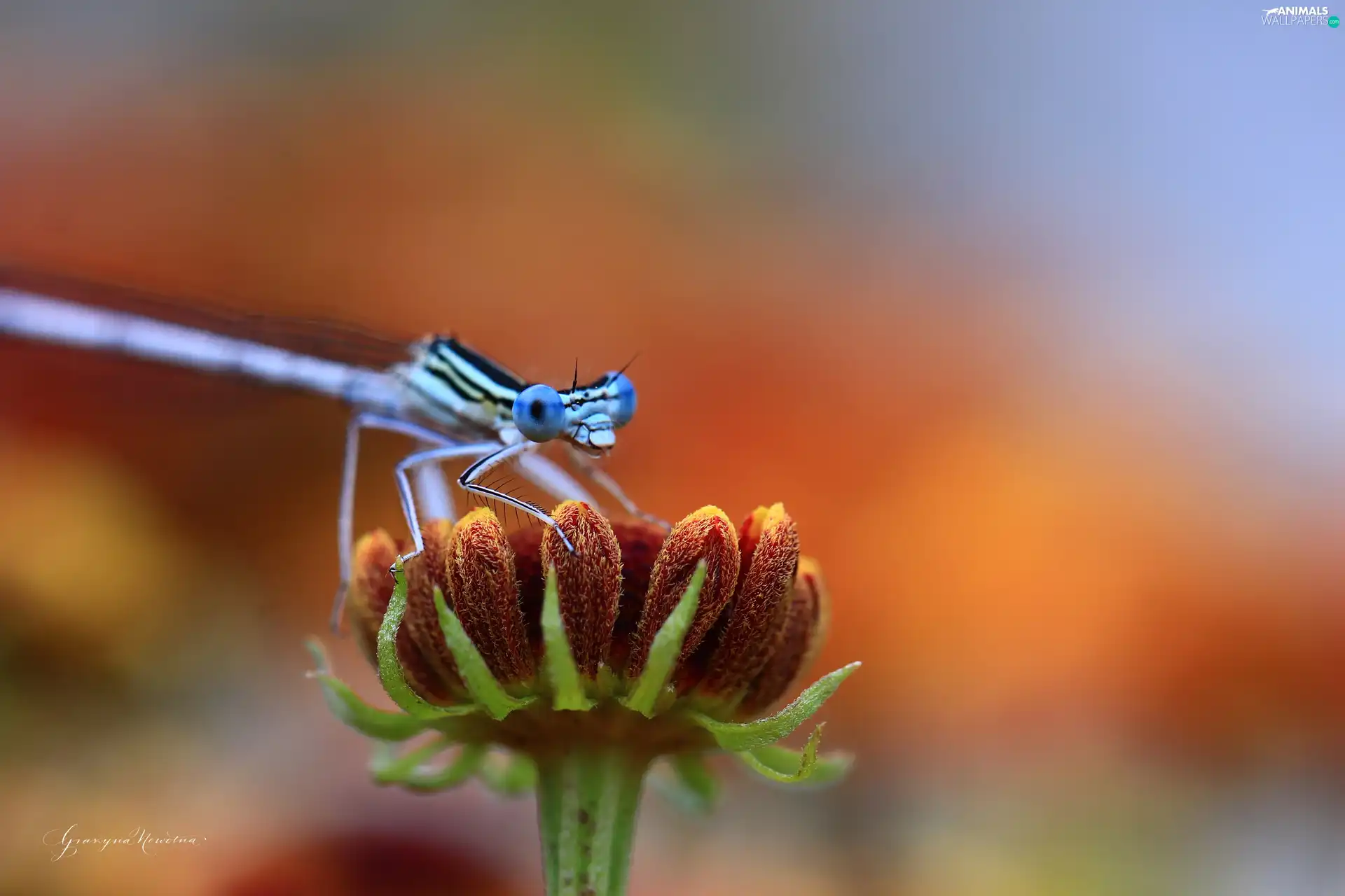 Colourfull Flowers, Blue, dragon-fly