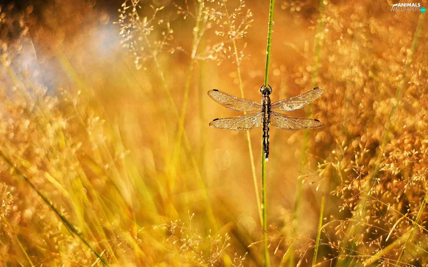 dragon-fly, grass