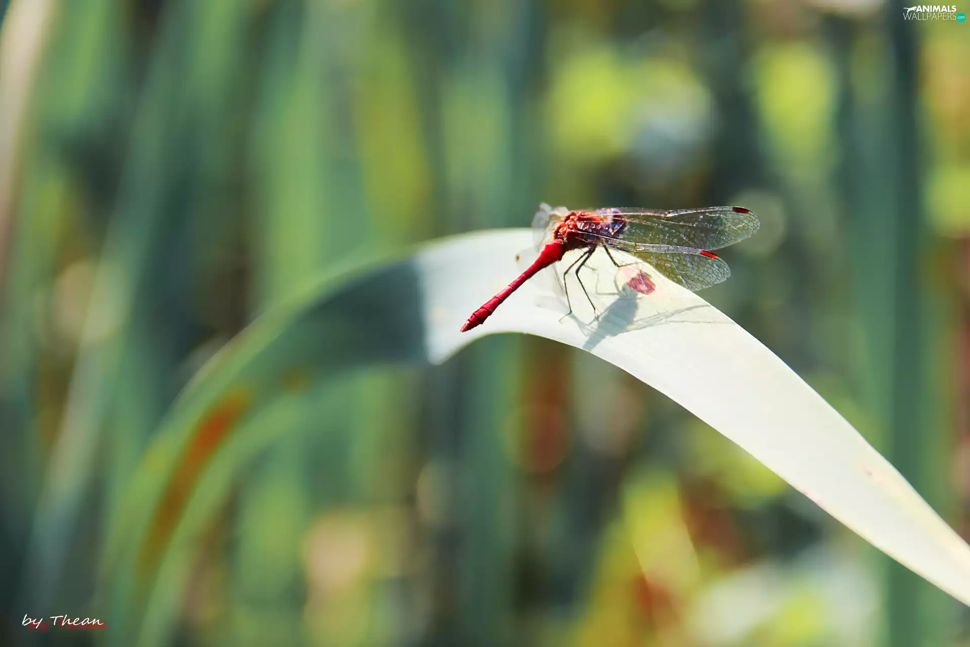 dragon-fly, grass