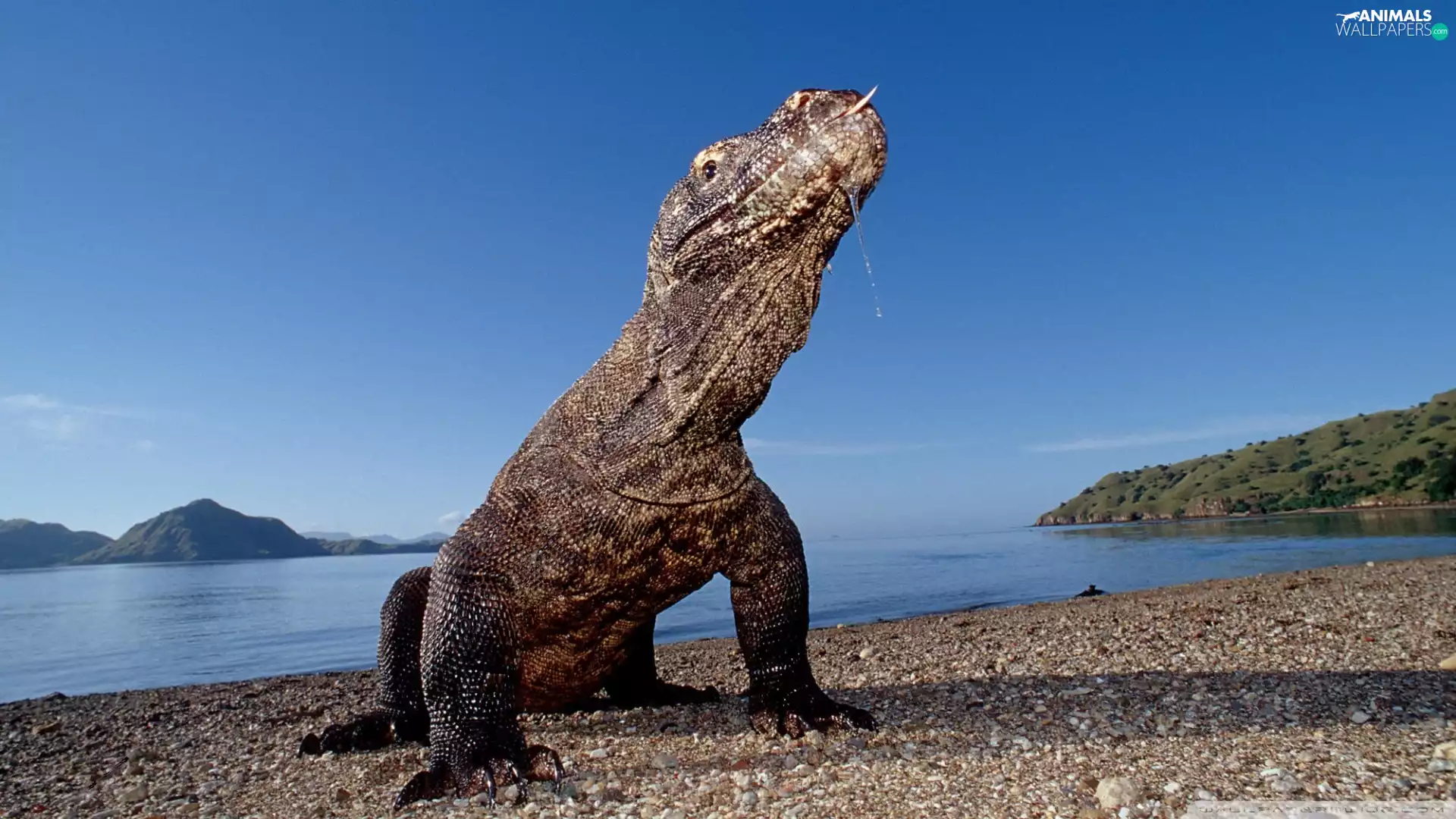 indonesia, Waran, Komodo dragon