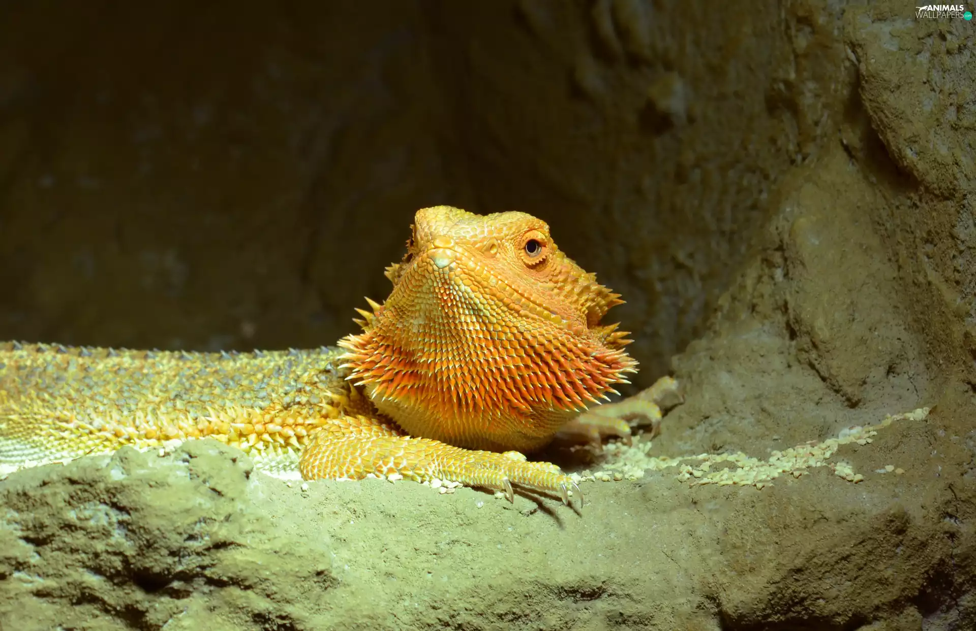 lizard, Central Bearded Dragon