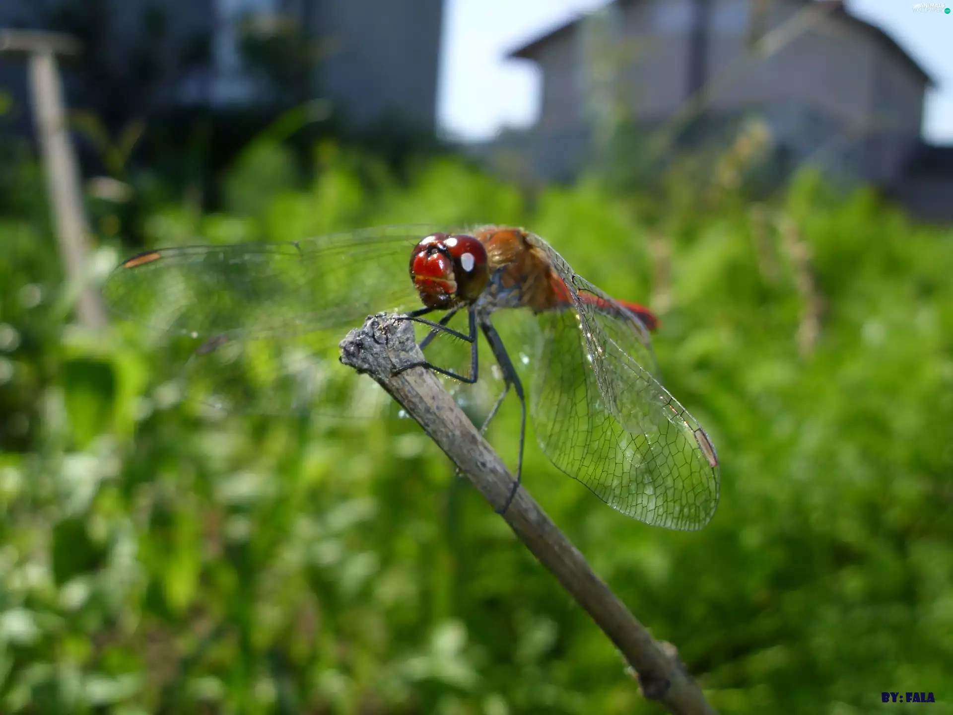 dragon-fly, Ruddy