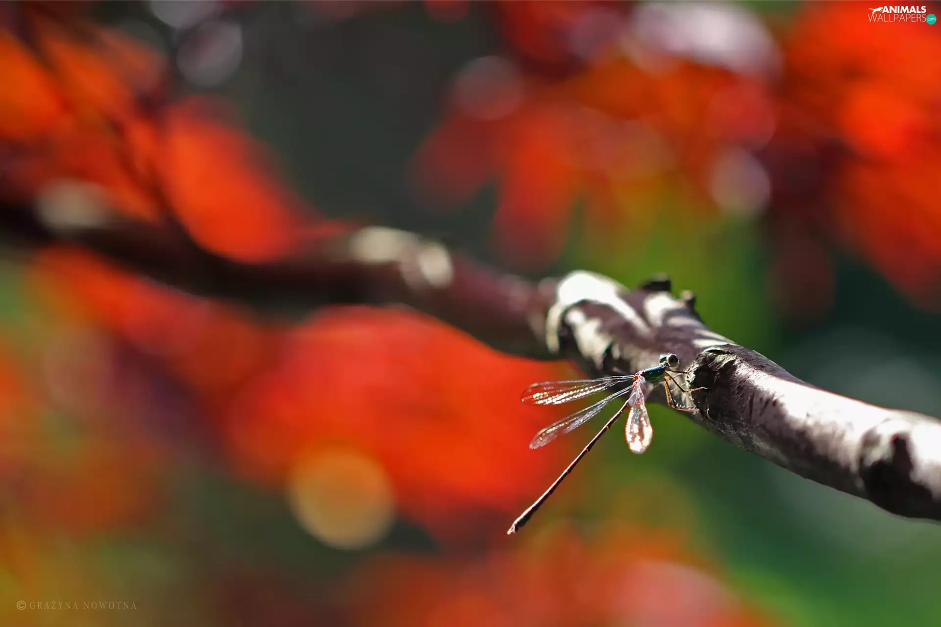 dragon-fly, twig