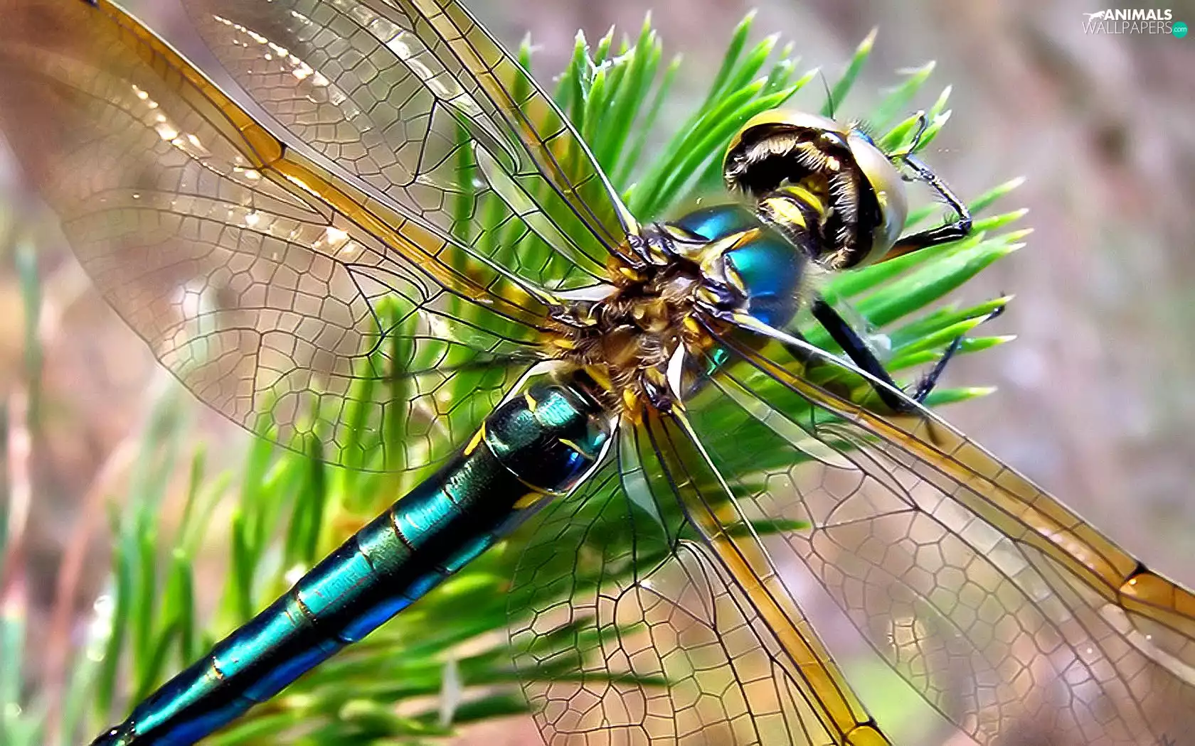Christmas Tree, twig, dragon-fly, wings, Beauty