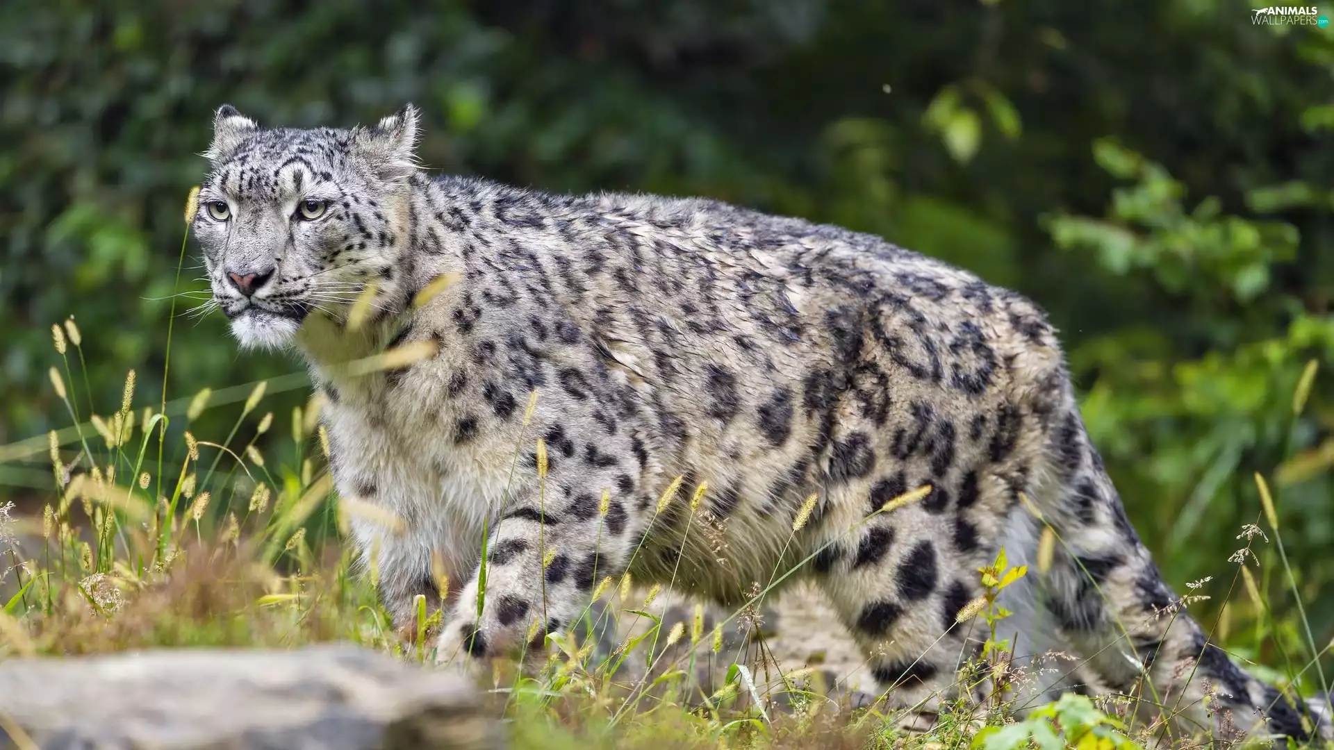 Drapieżnik, snow leopard
