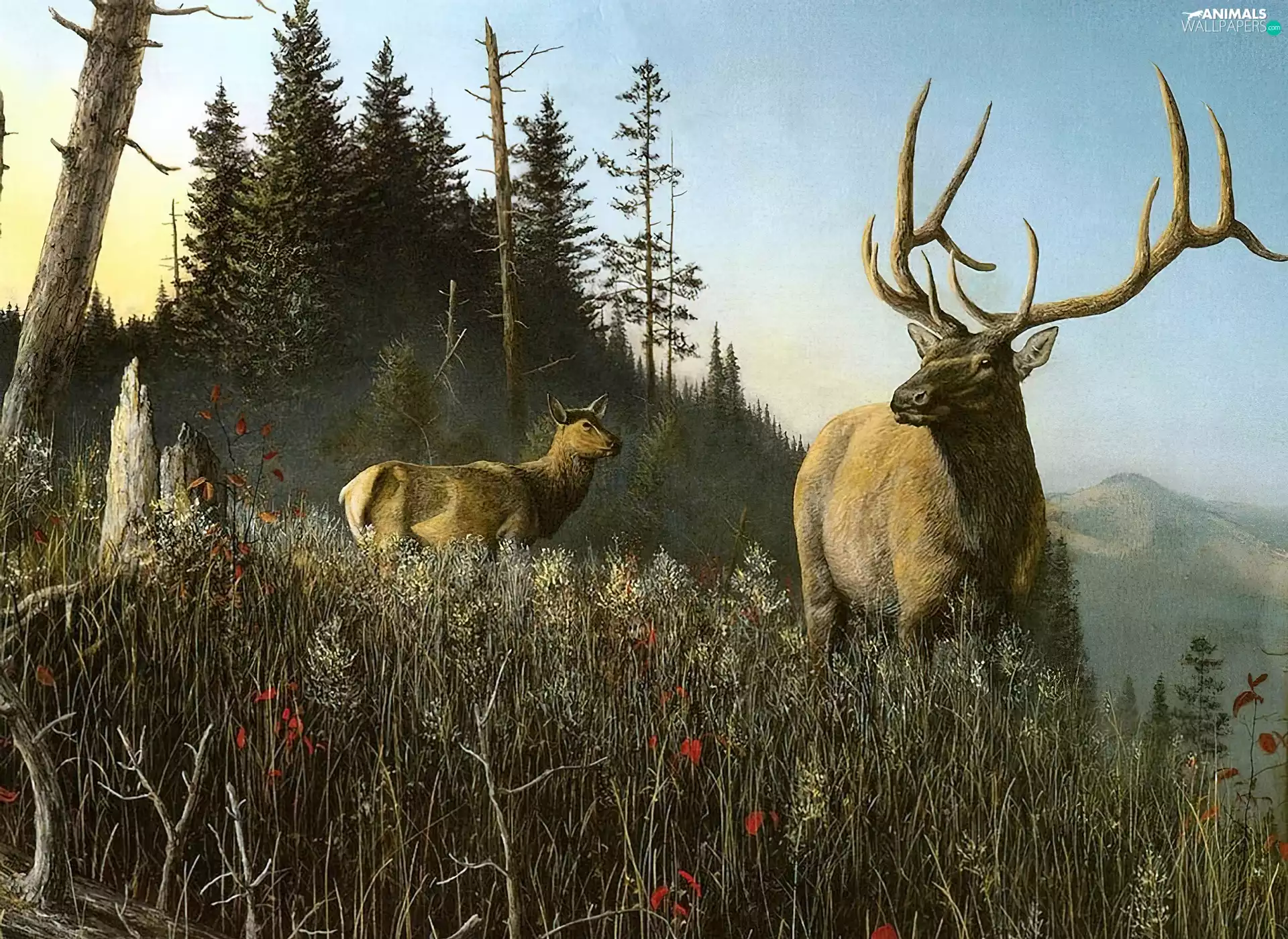 Drawing, Deer, forest