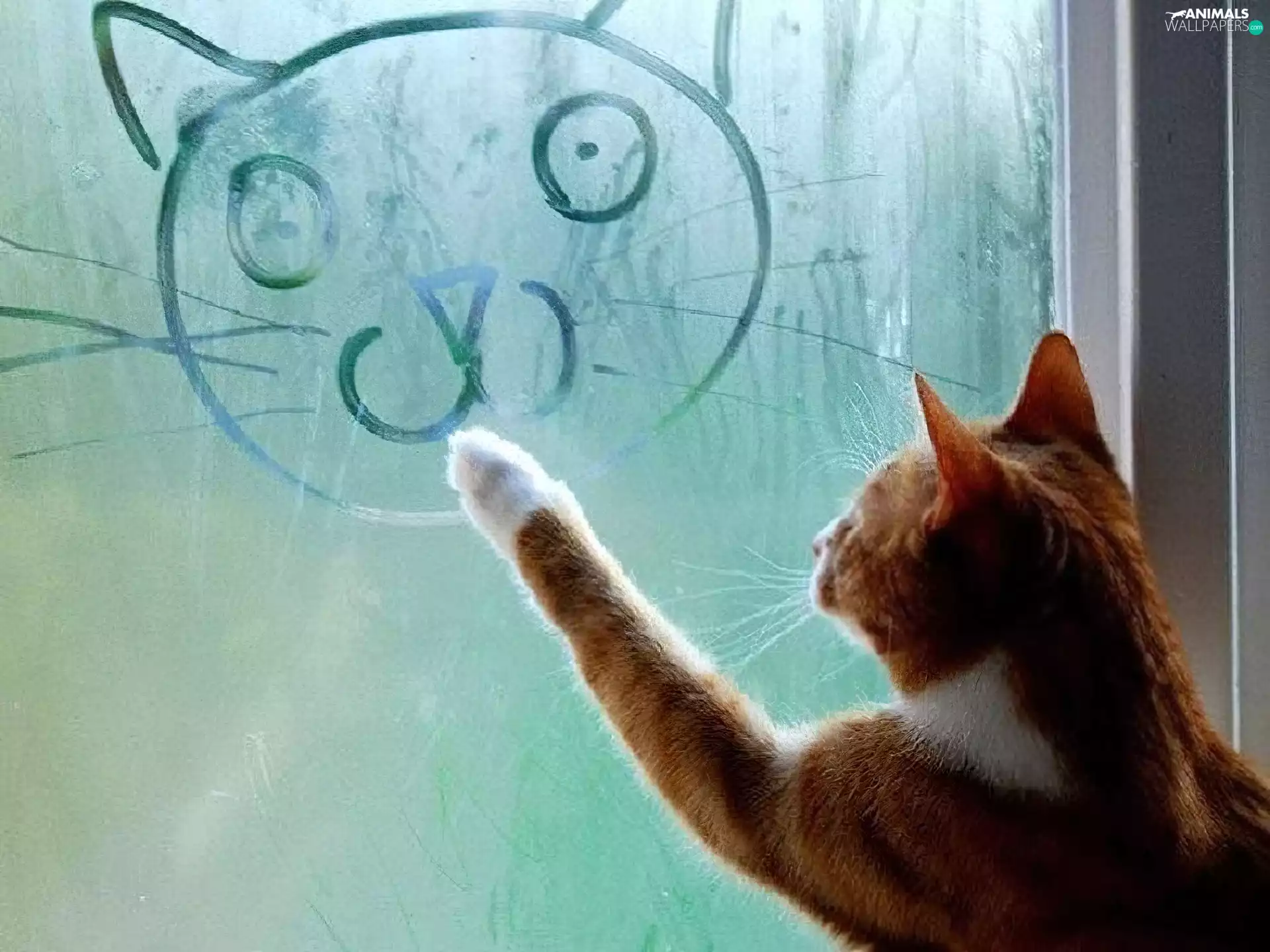 Drawing, cat, Glass