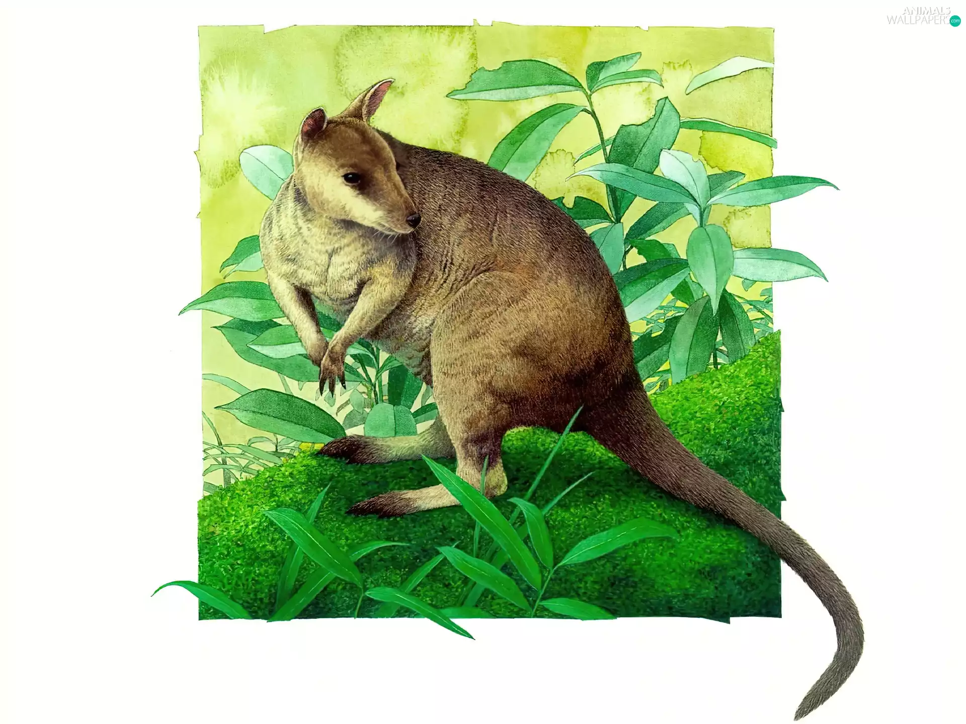 Drawing, Animal, kangaroo