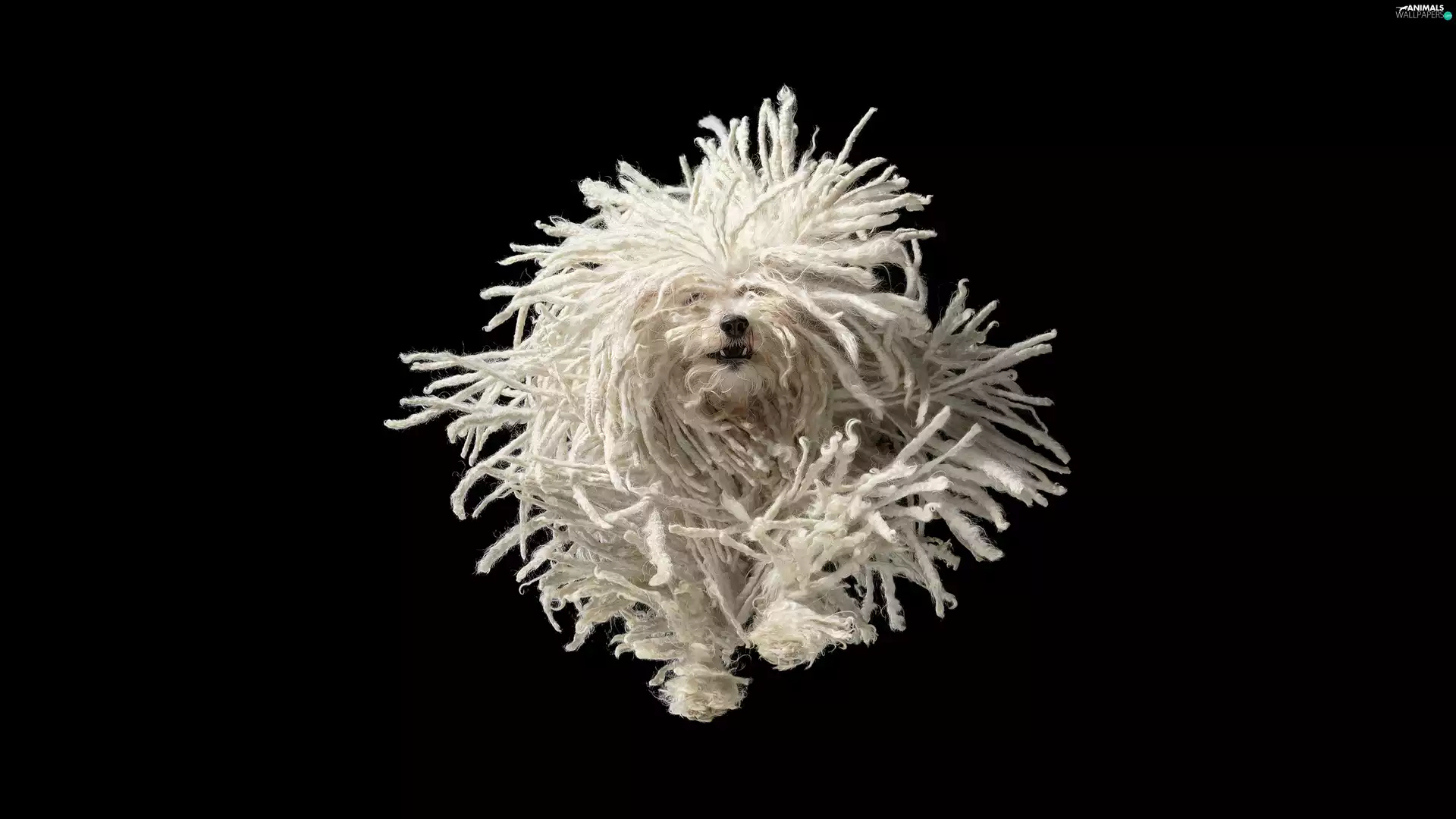dreadlocks, dog, Puli