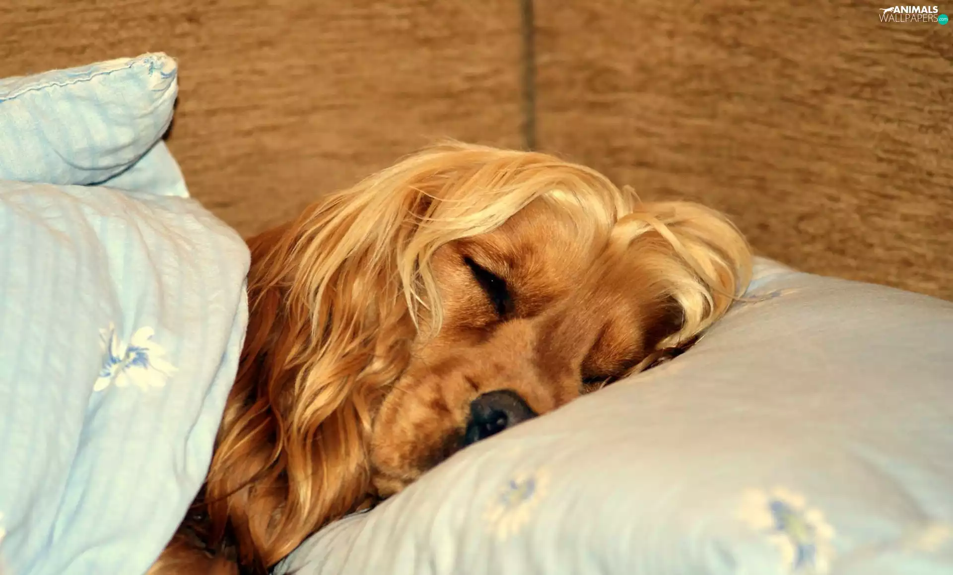 dream, dog, Bedding