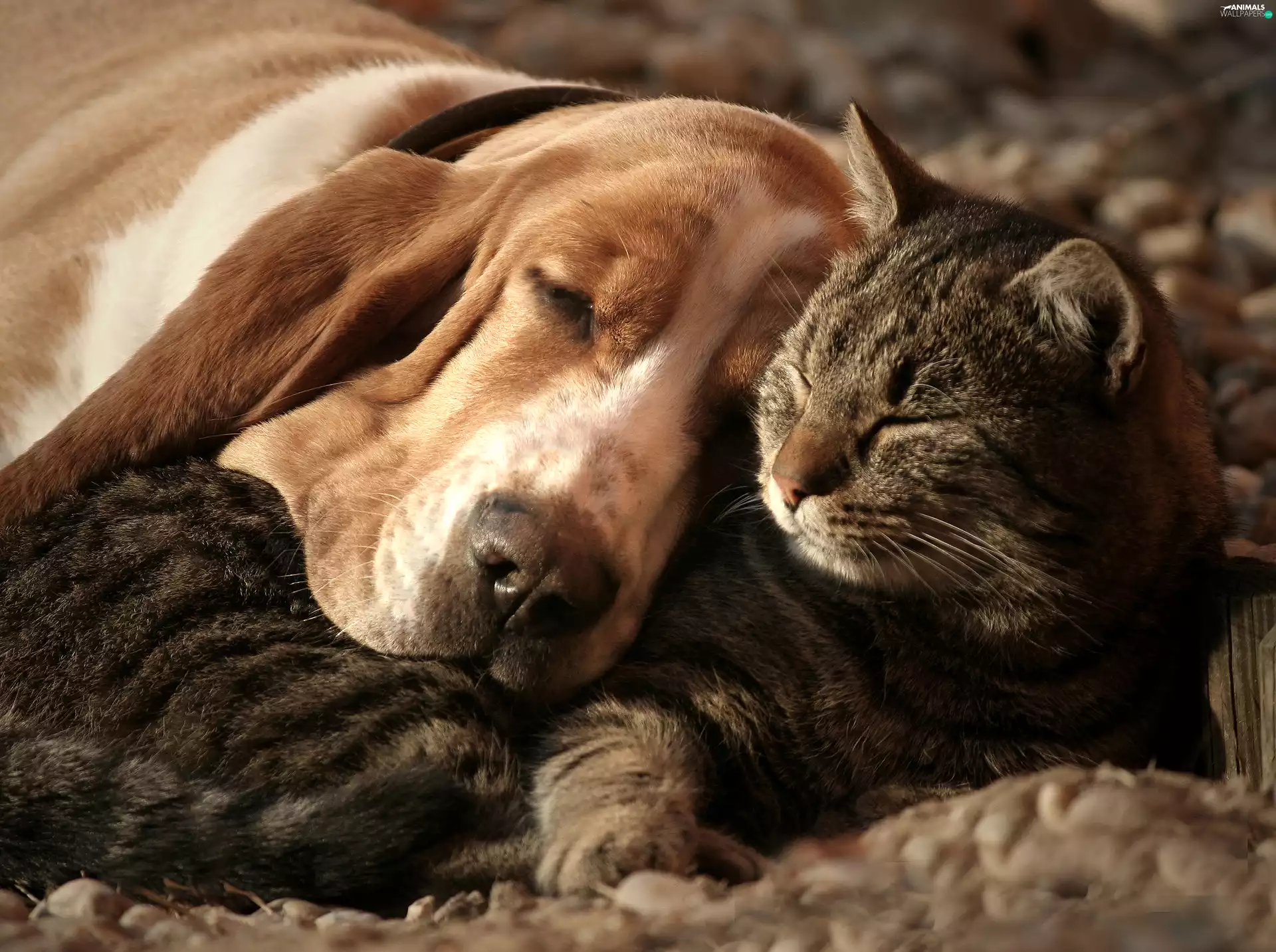 dream, cat, dog