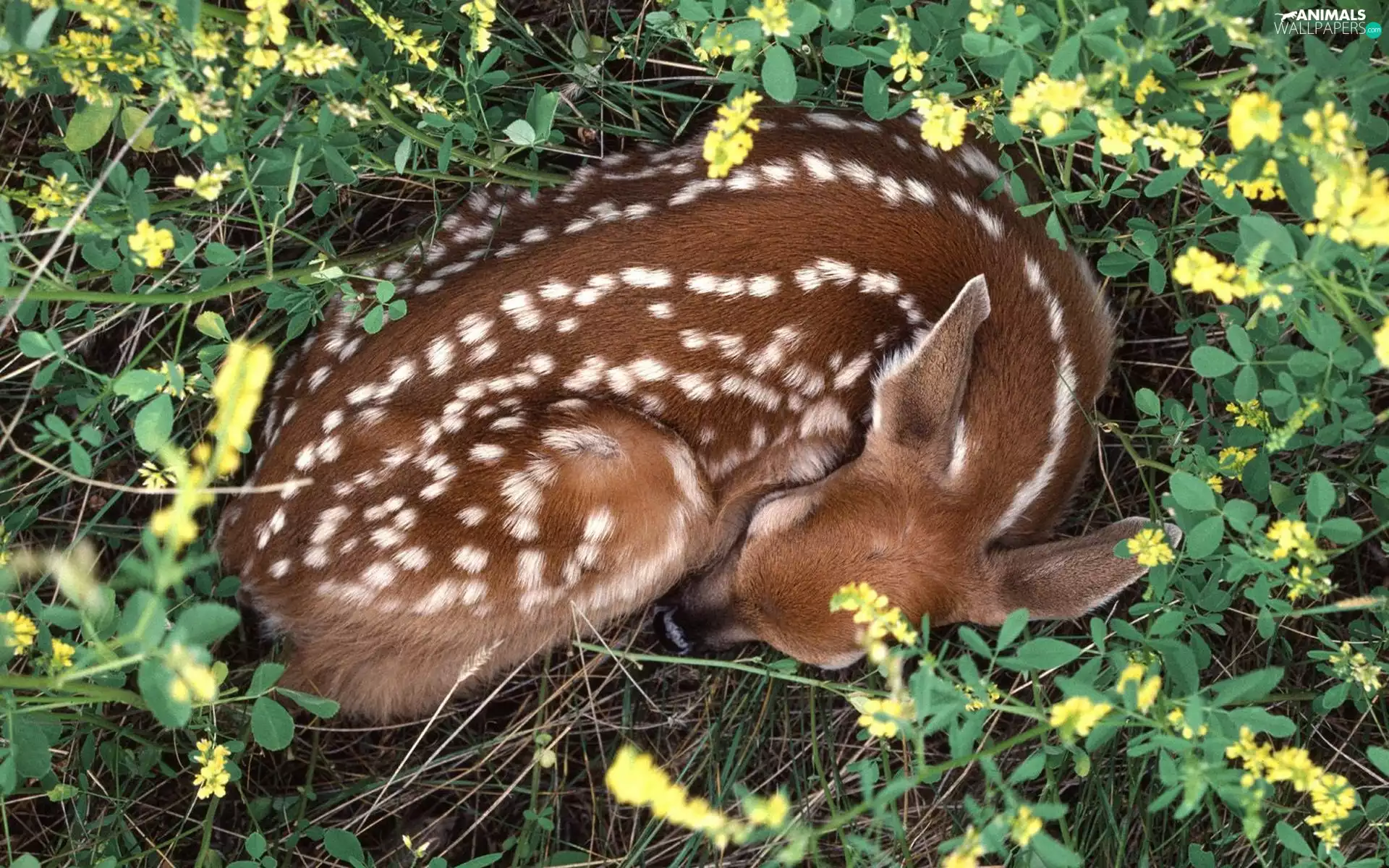 dream, deer, Flowers