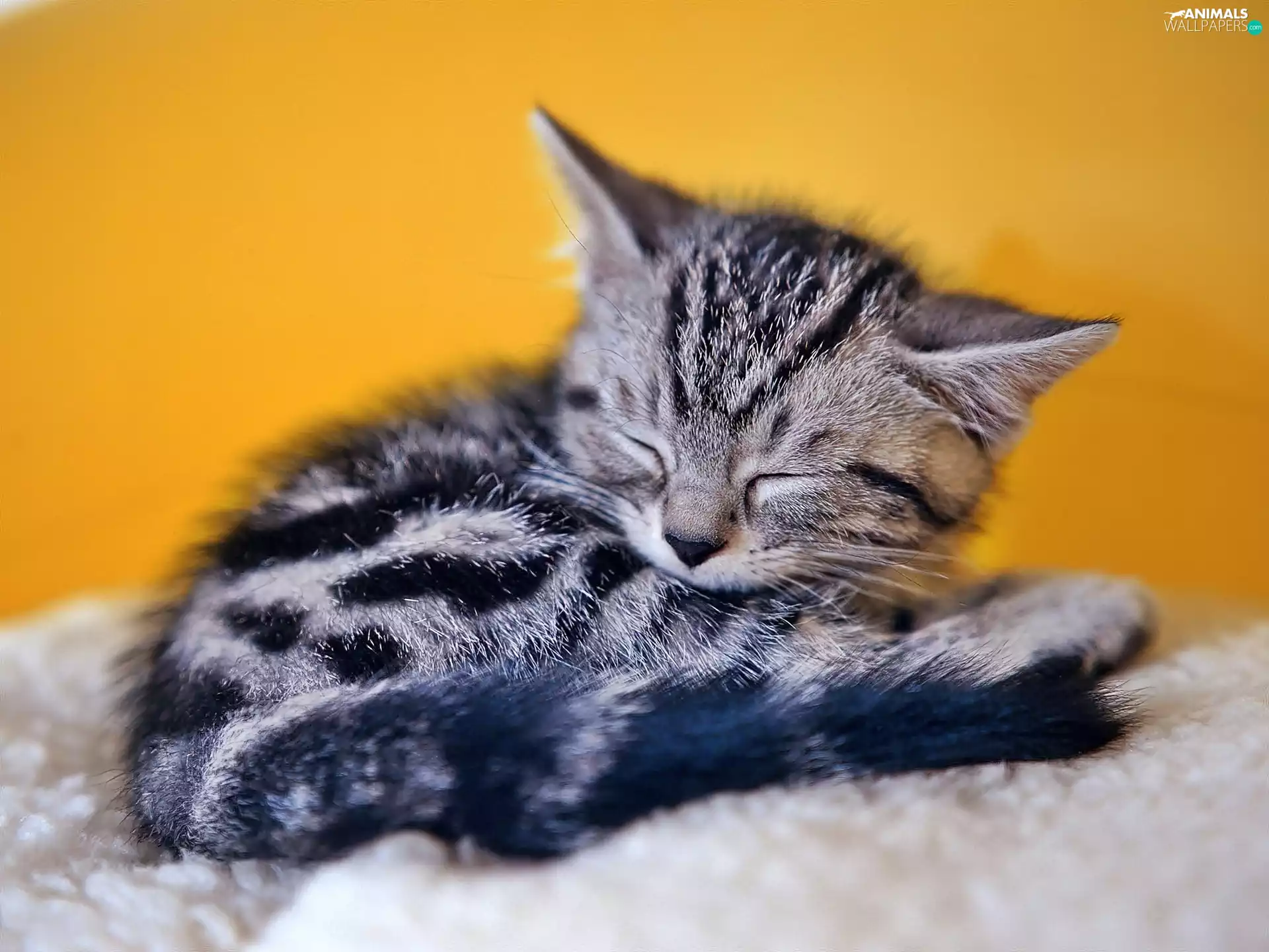 dream, small, kitten