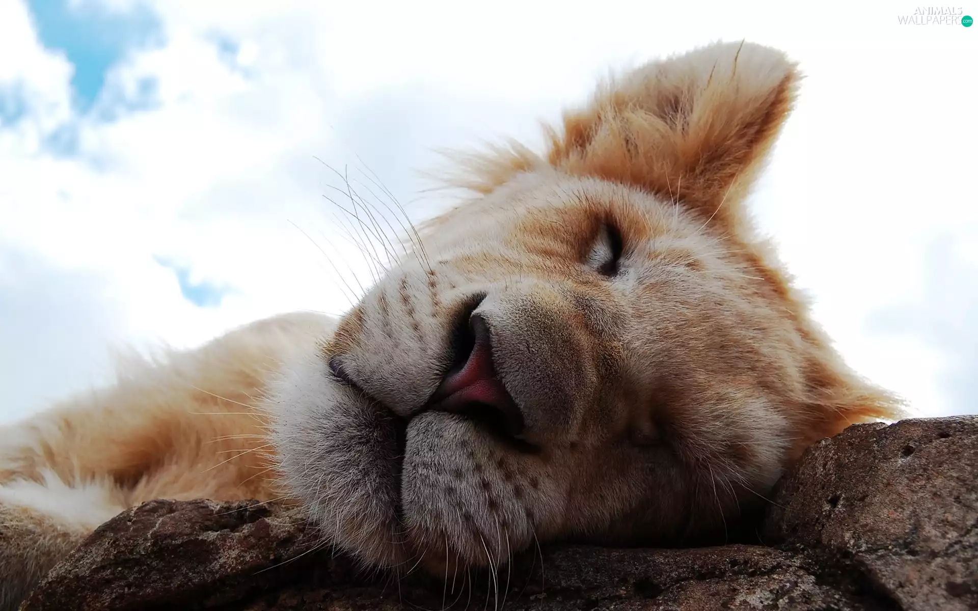 Lion, mouth, Sky, dream