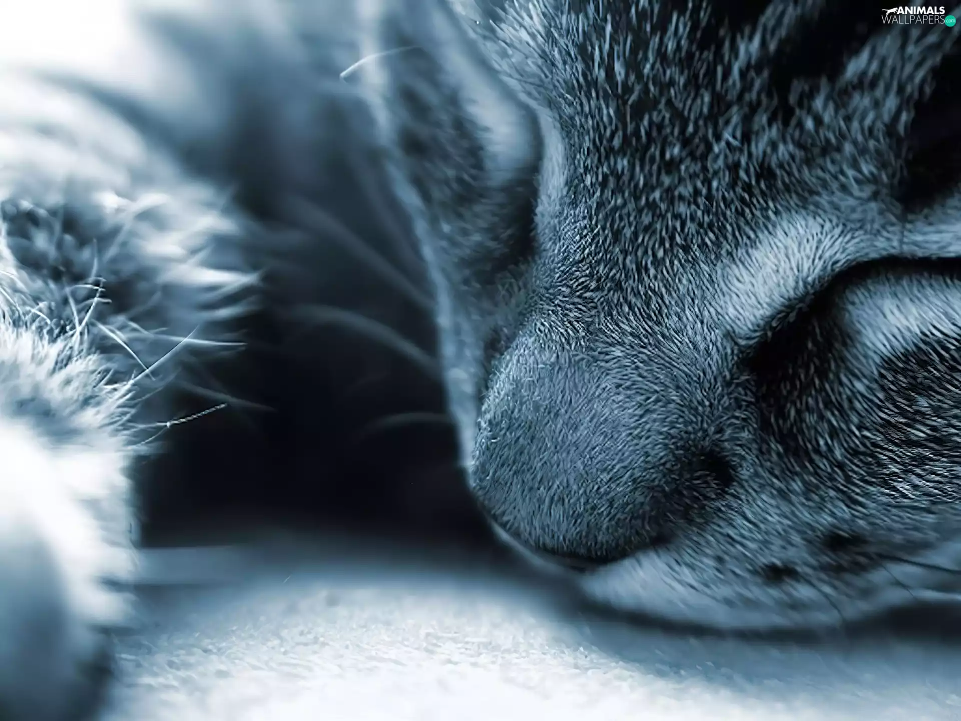 dream, kitten, mouth