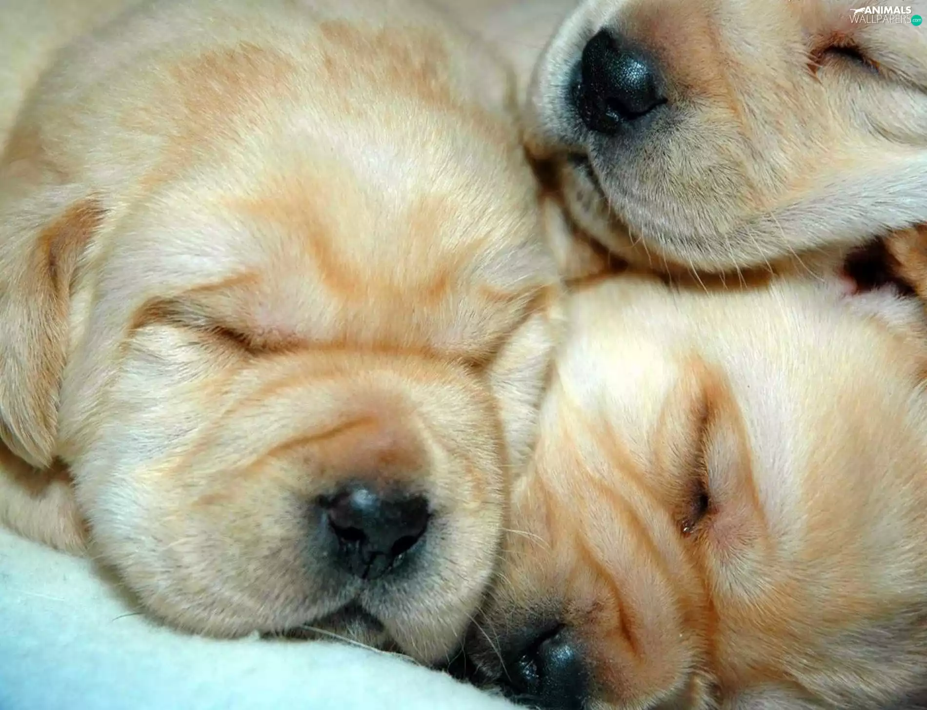 dream, Puppies, mouths
