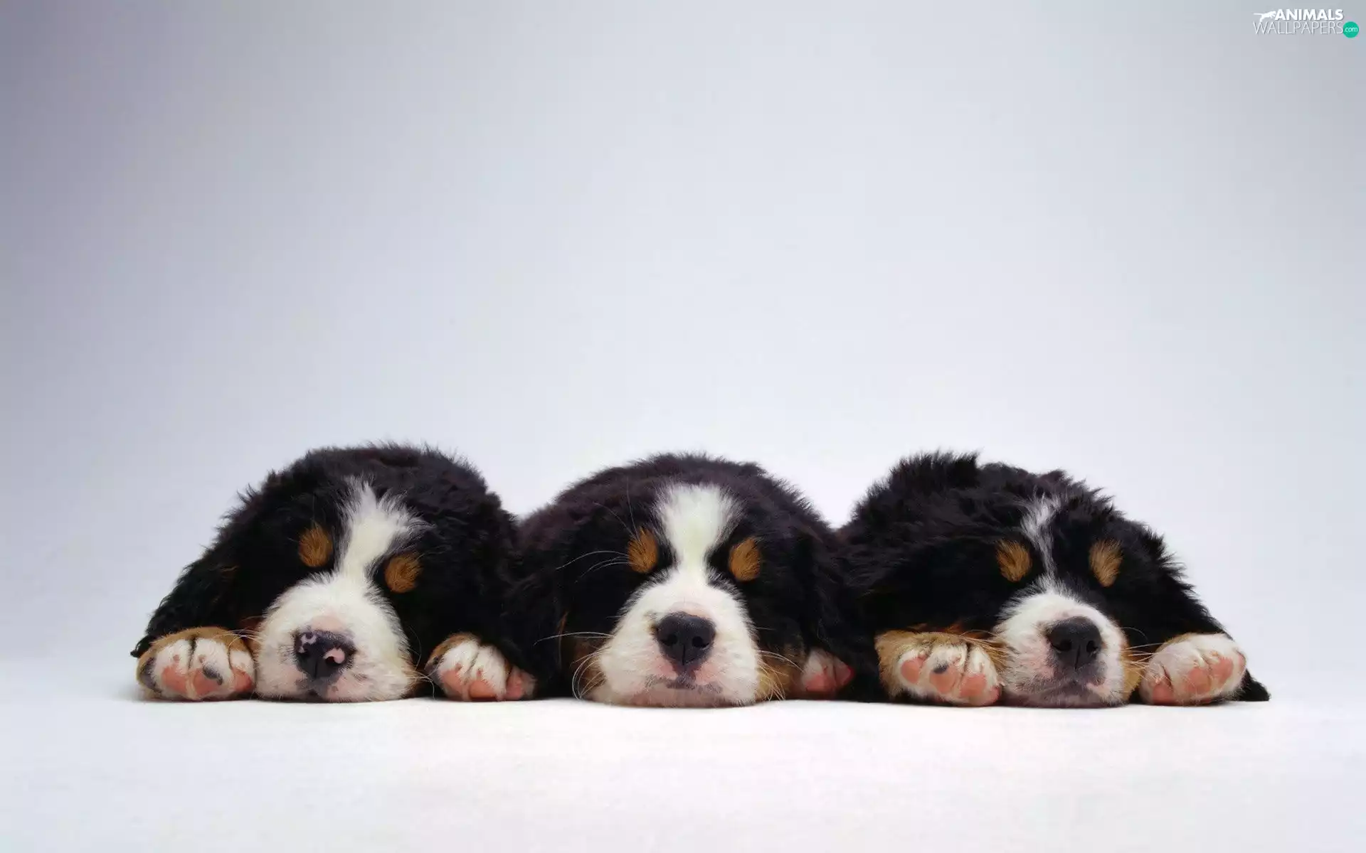 dream, Three, puppies