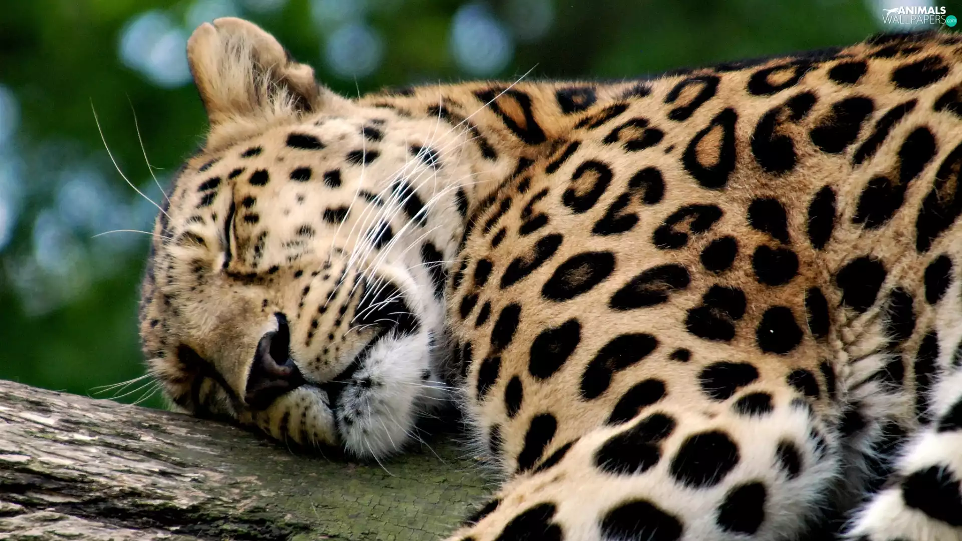 dream, Leopards, spots