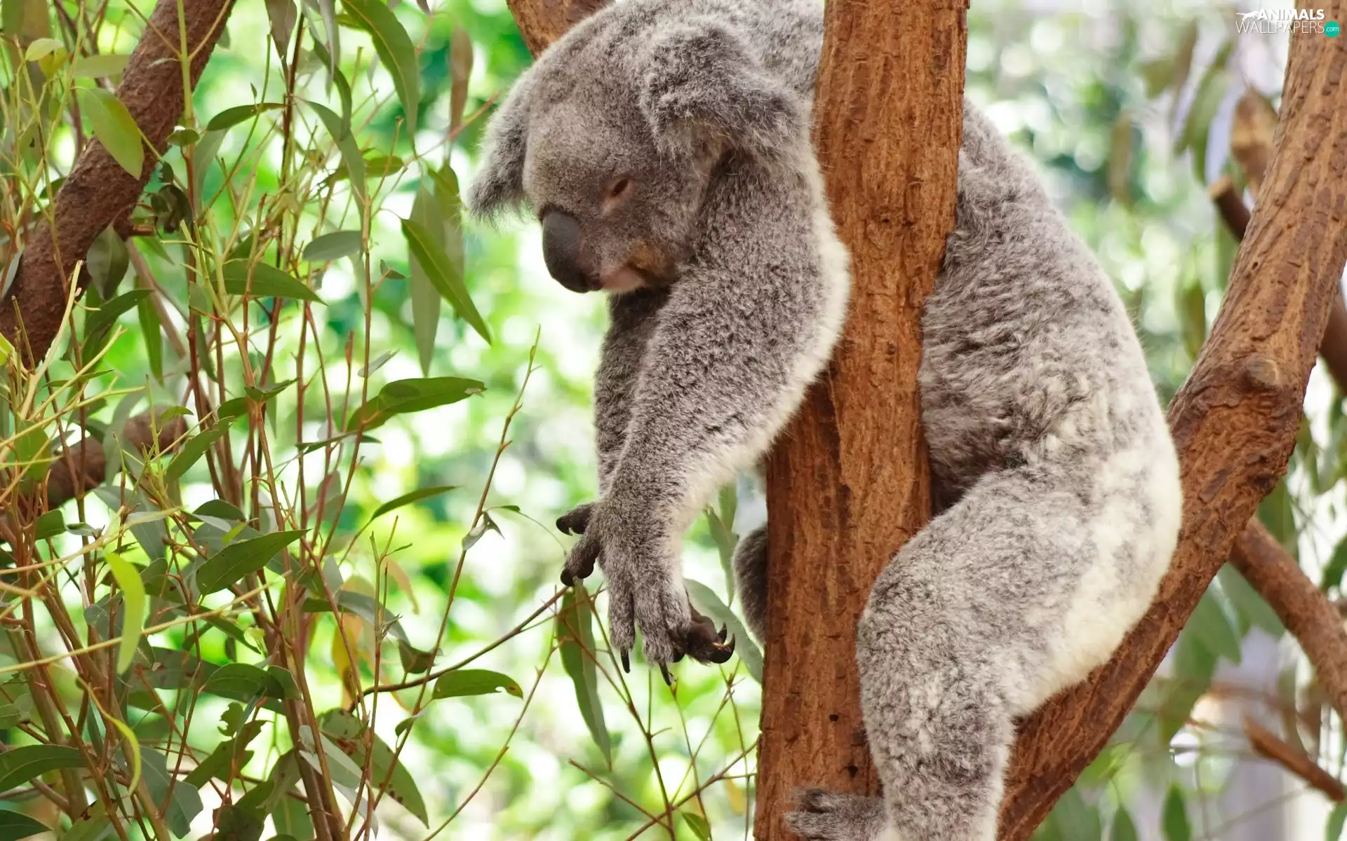 dream, Koala, trees