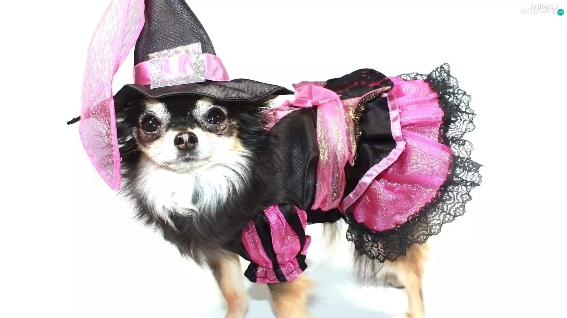 puppie, Umbrella, Hat, dress