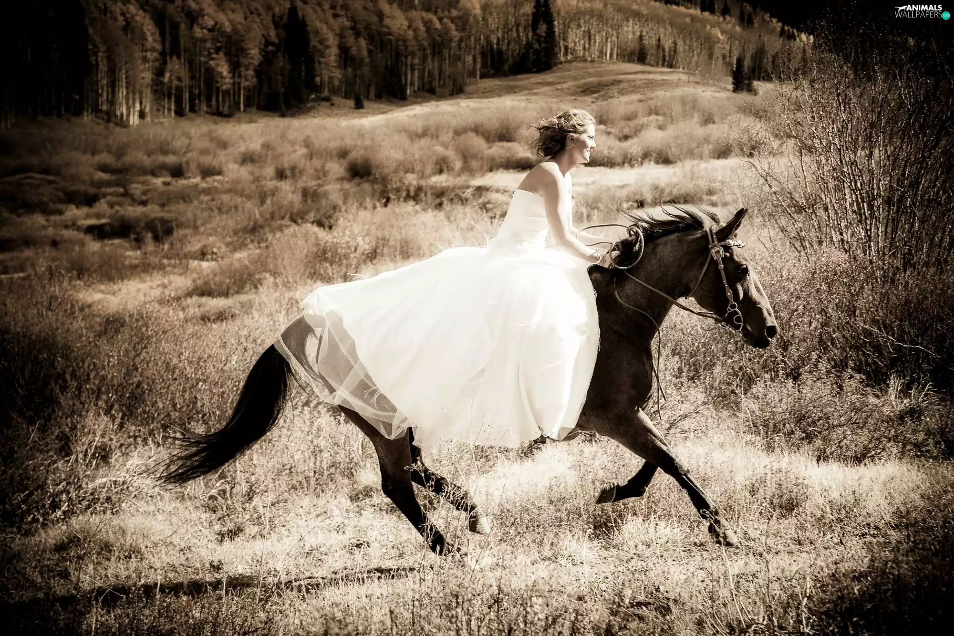 gallop, prairie, wedding dress, Horse, Women