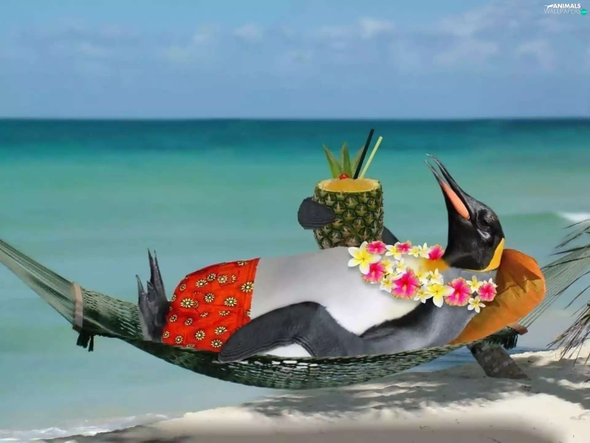 Drink, penguin, Hammock