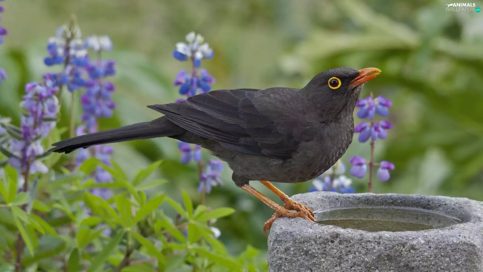 Blackbird, drinking fountain, Flowers, Stone