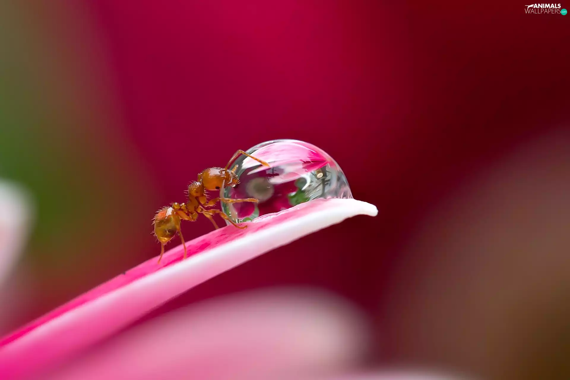 Close, ant, Water Drop