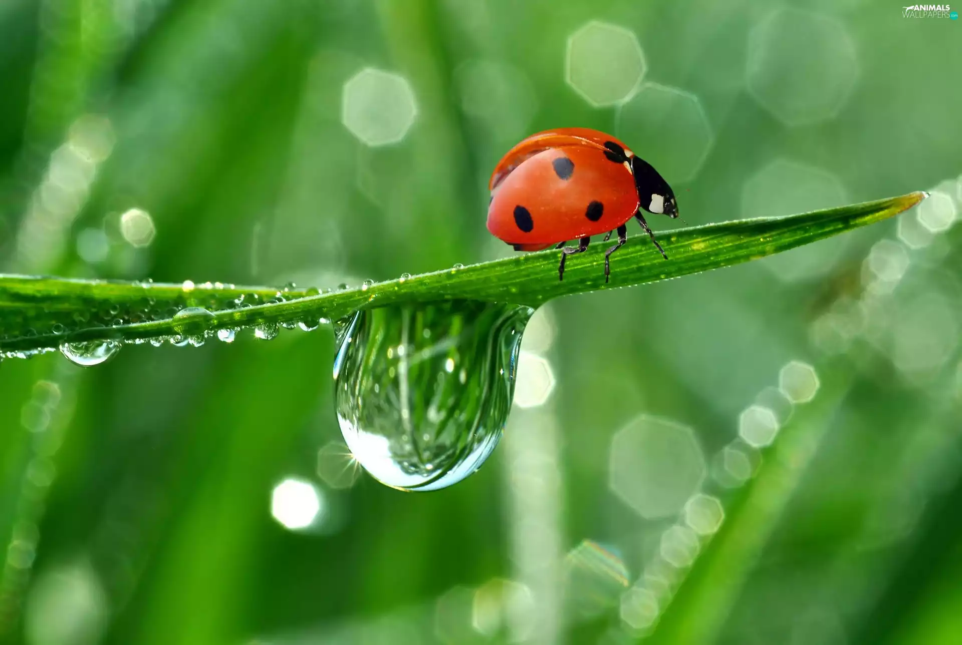 drop, grass, ladybird