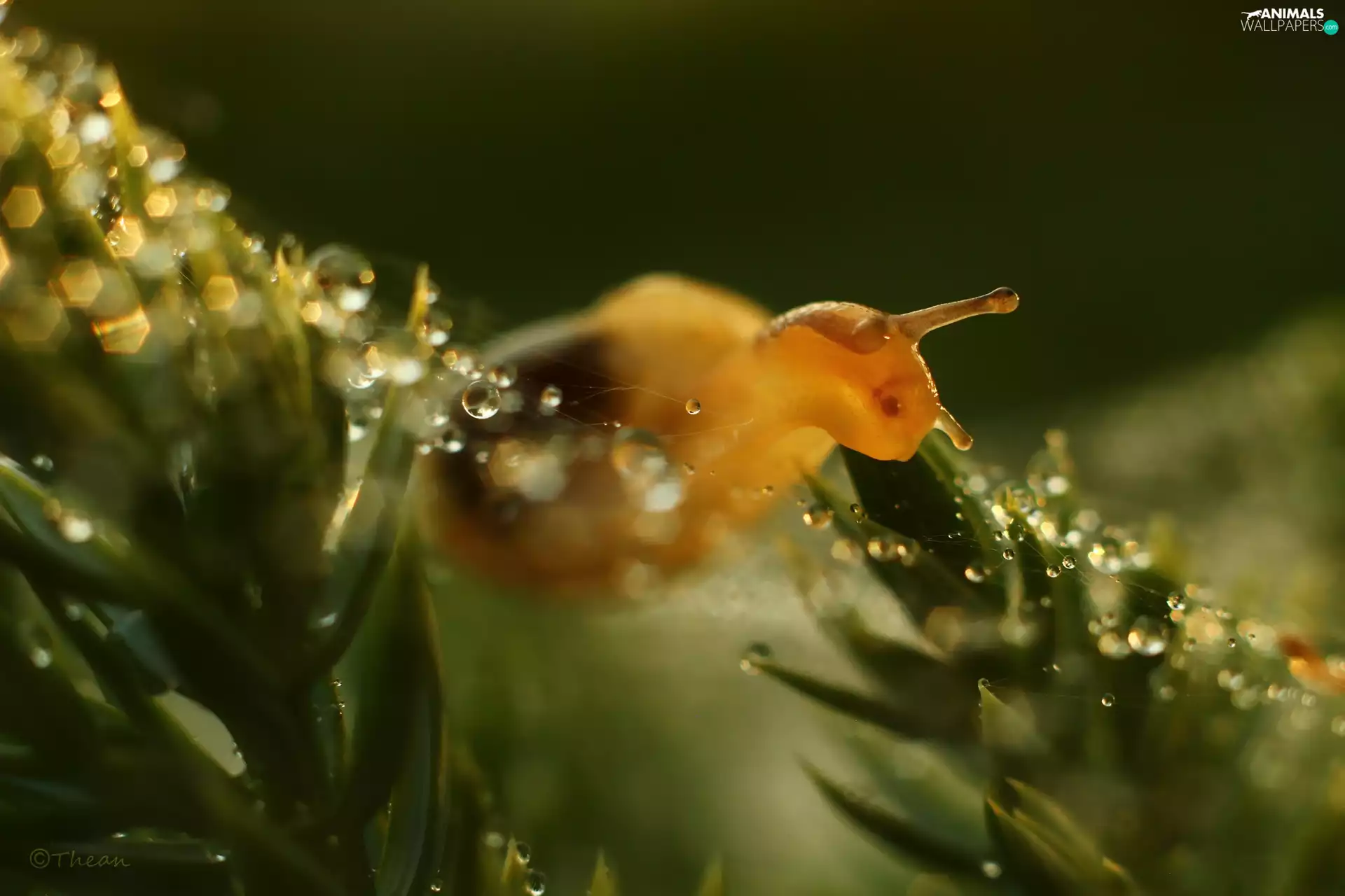 droplets, snail, Bokeh