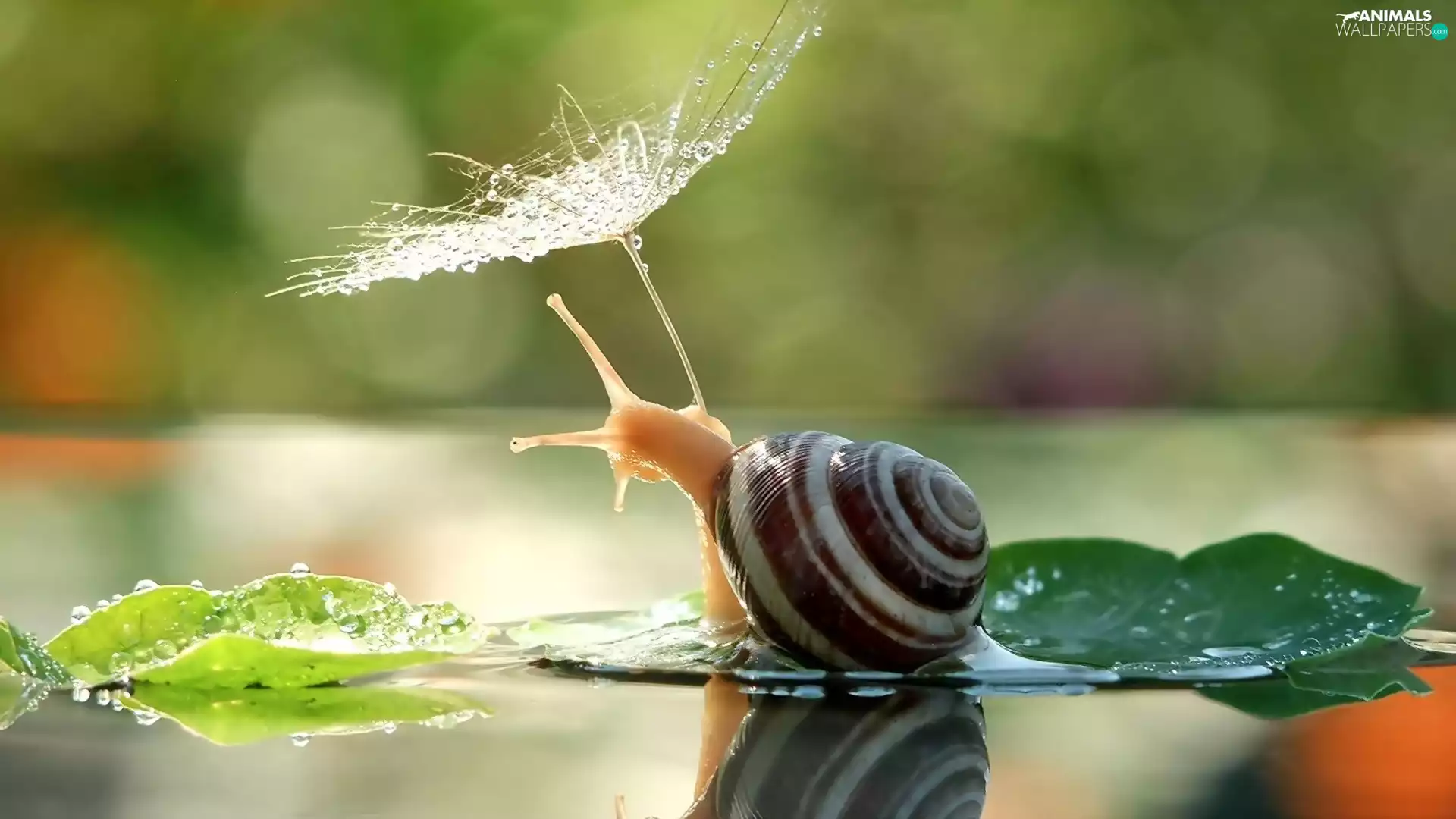 water, snail, dew, droplets, plant, Leaf