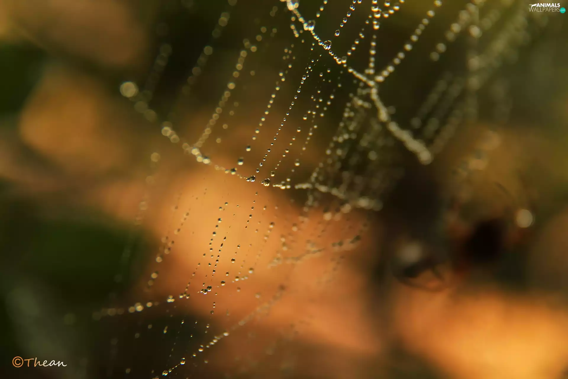 droplets, Web, net