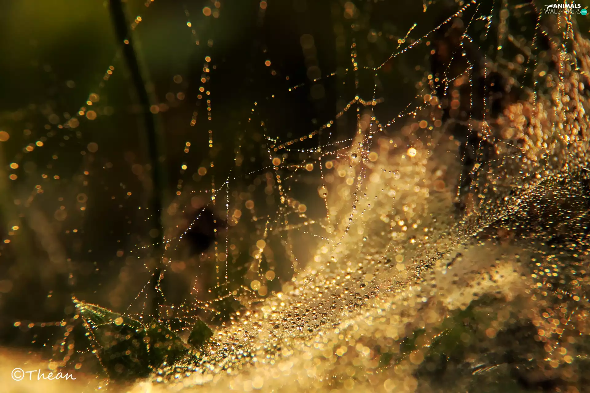 droplets, net, Web