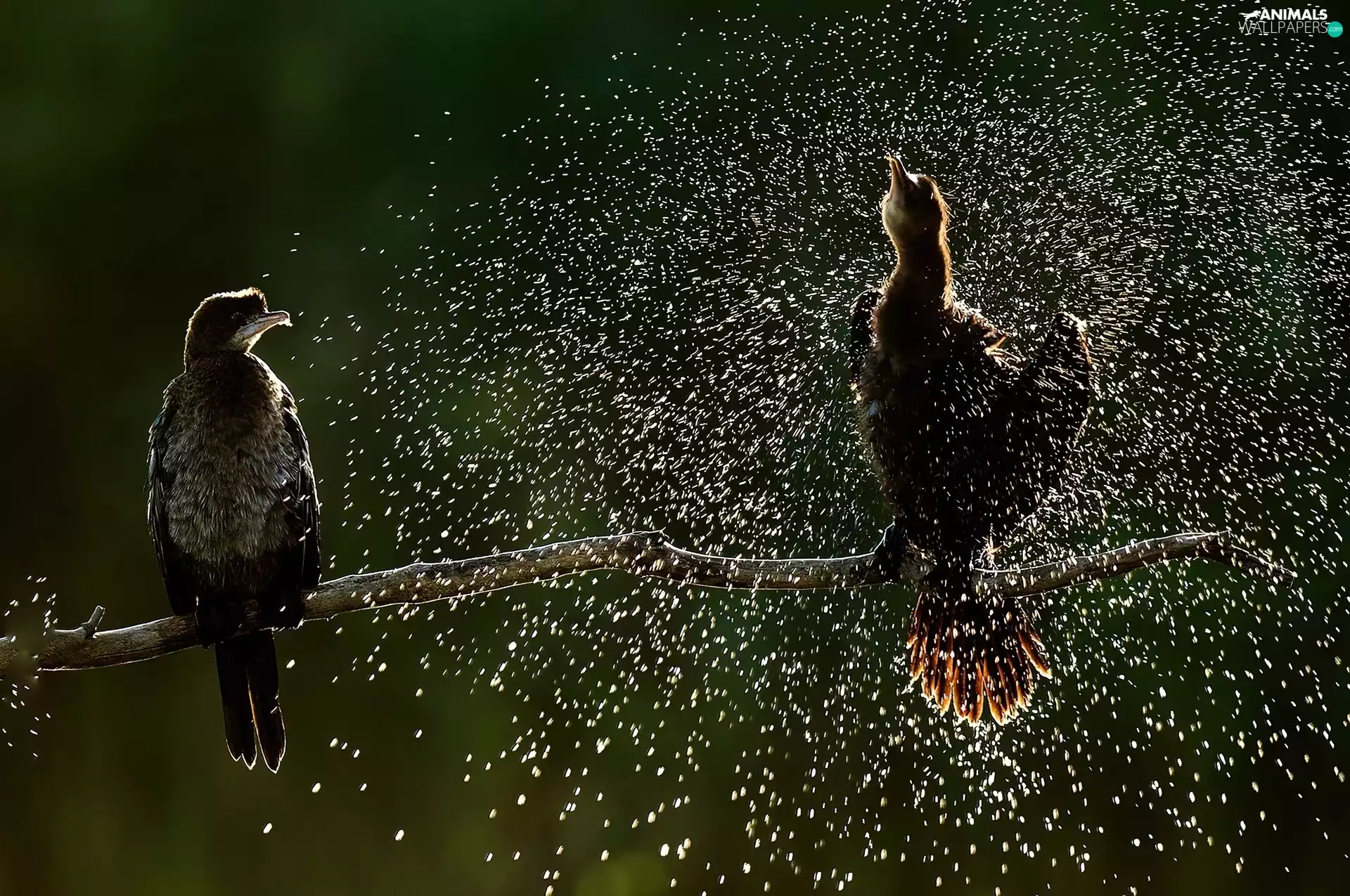 birds, water, branch, drops