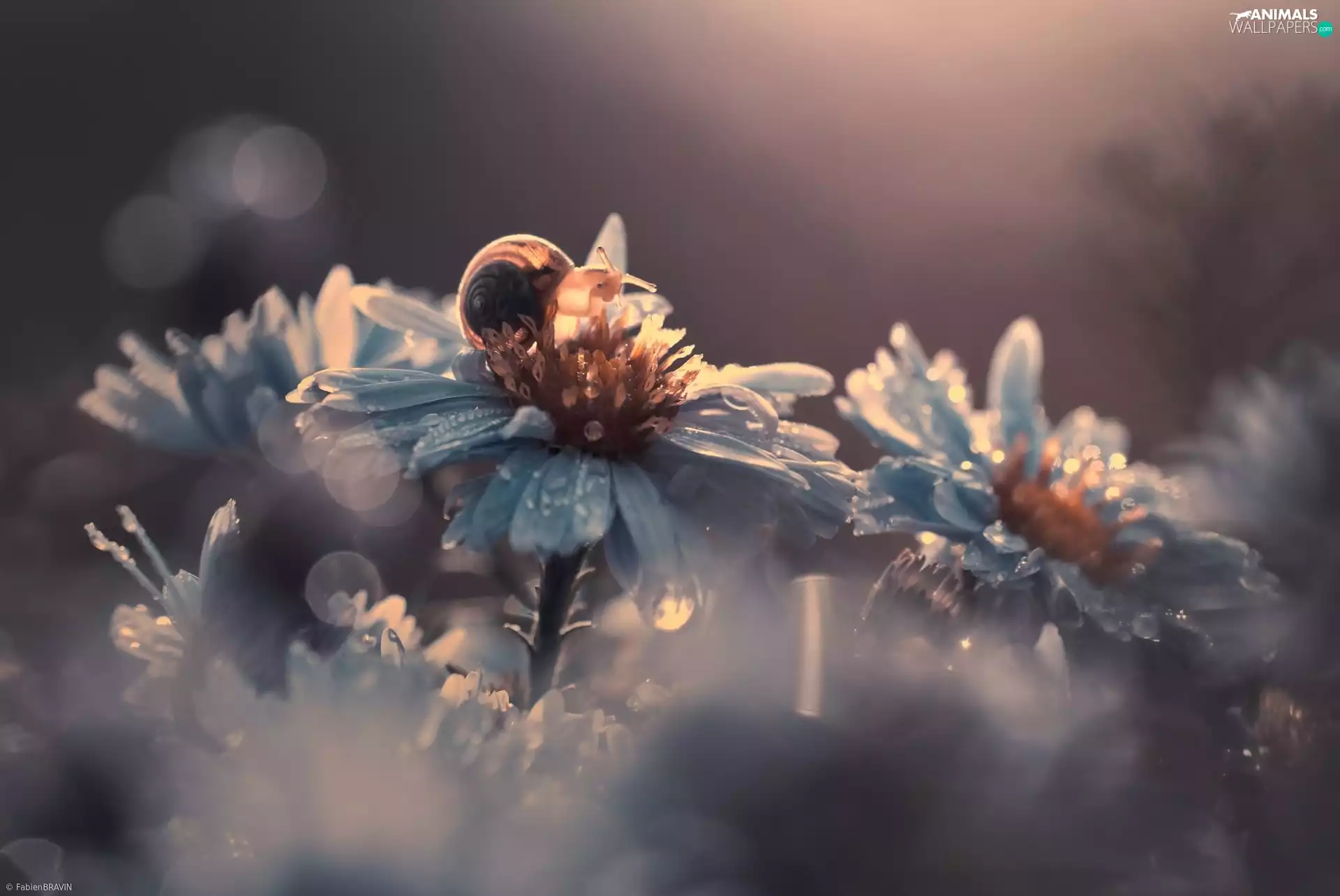 Flowers, dew, snail, drops