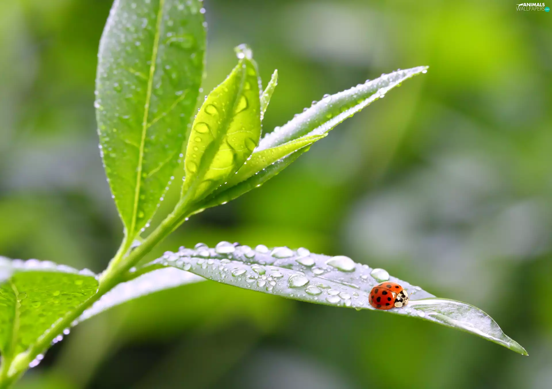 ladybird, water, Leaf, drops