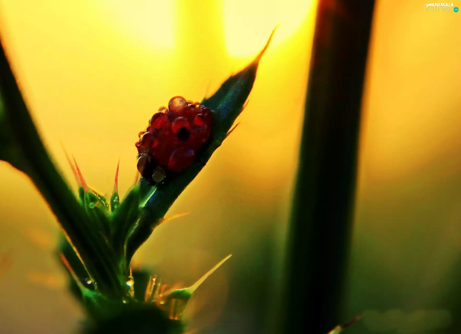 drops, plant, ladybird