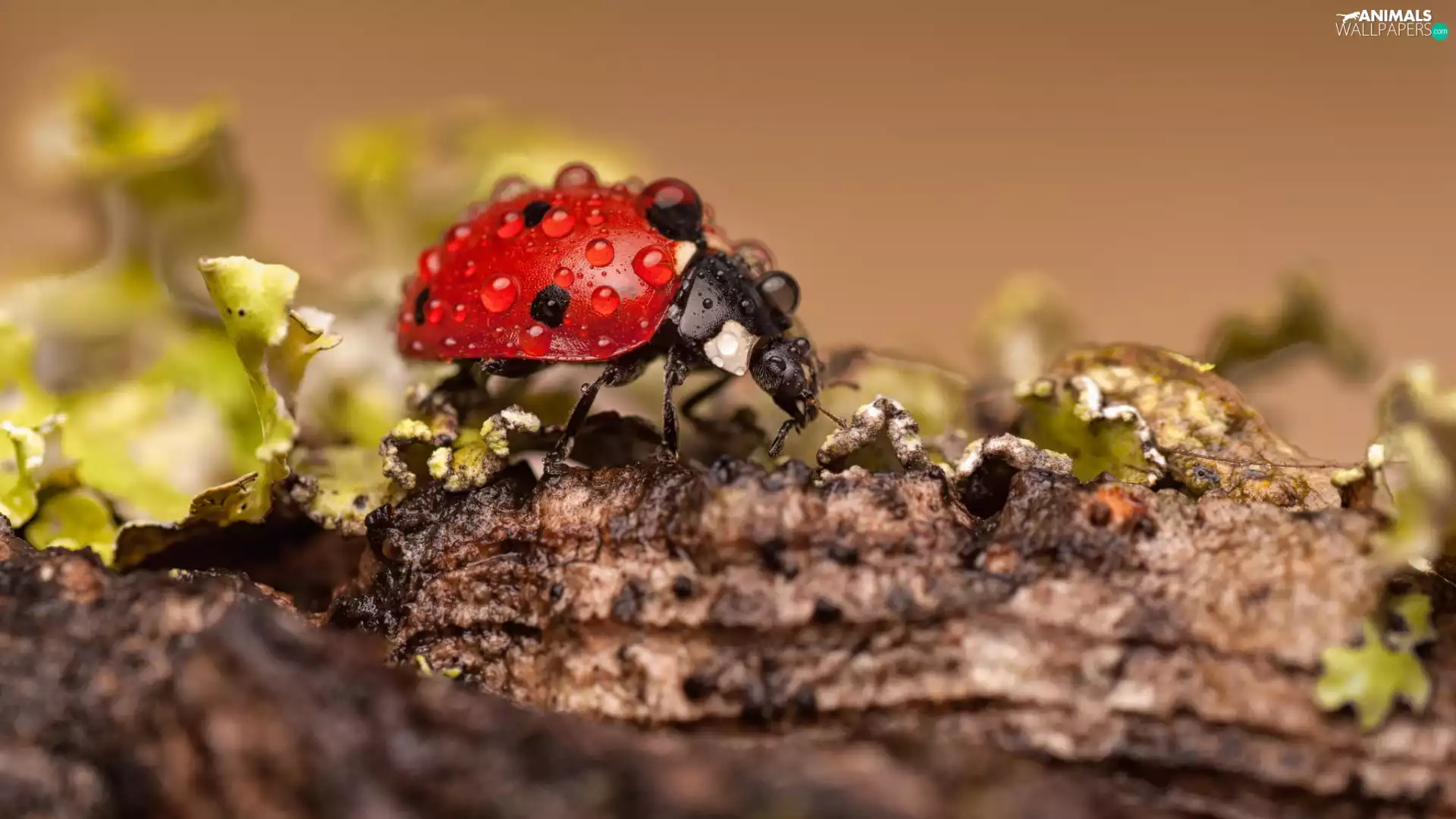 drops, ladybird, Rain