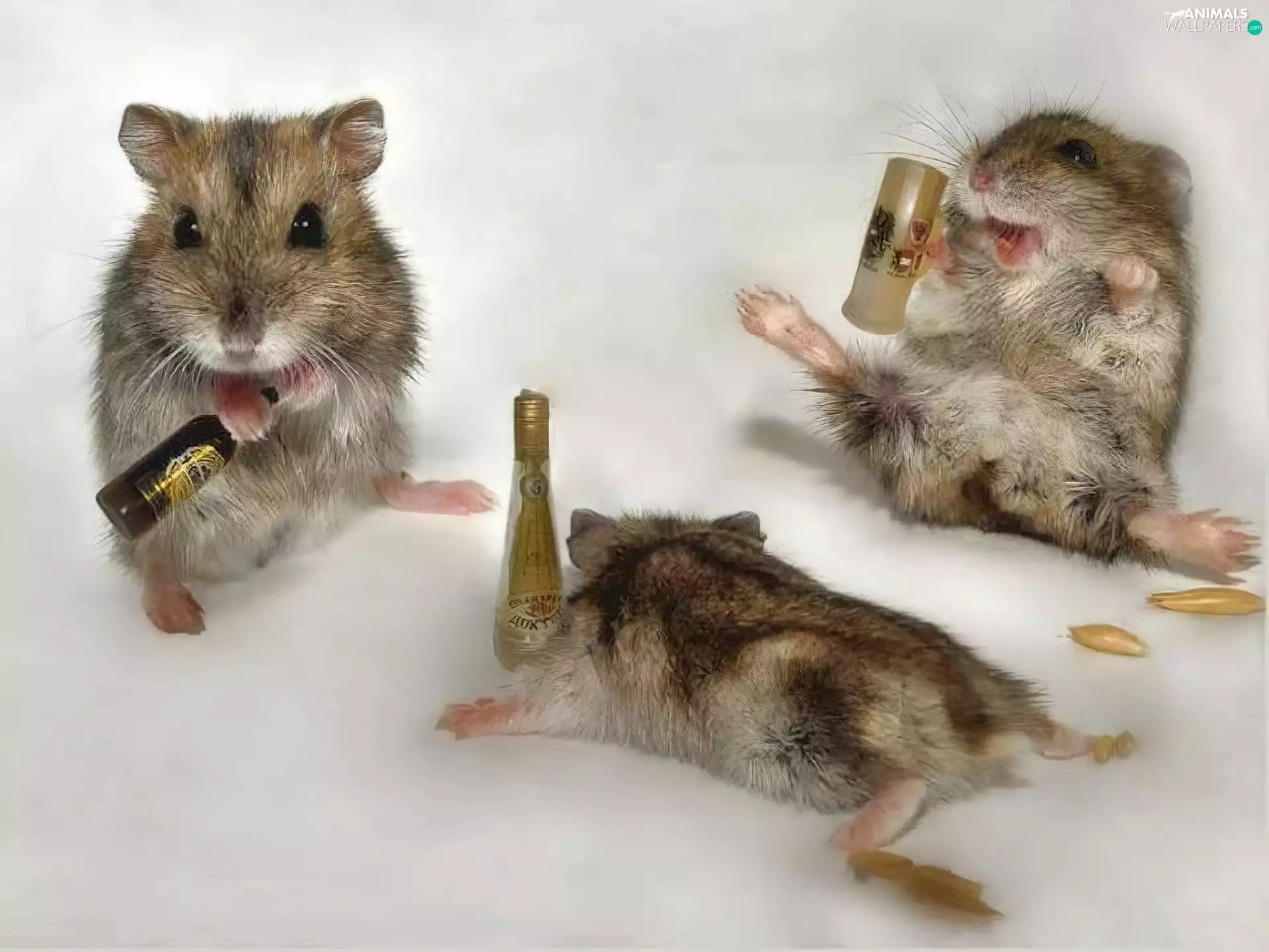 Drunk, Hamsters