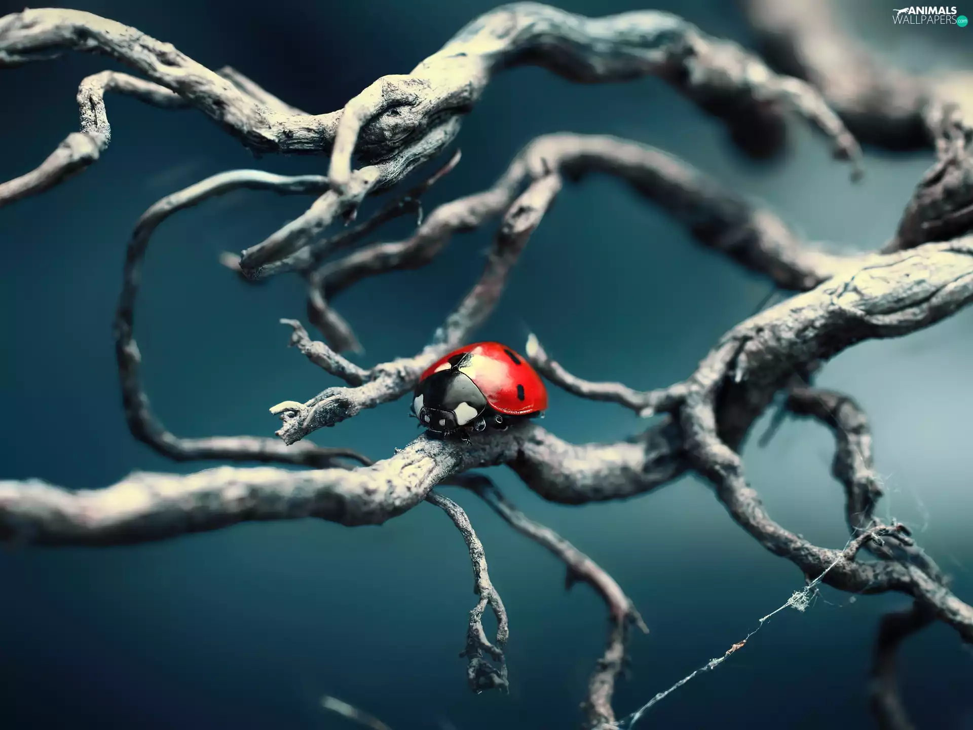 branch pics, ladybird, dry