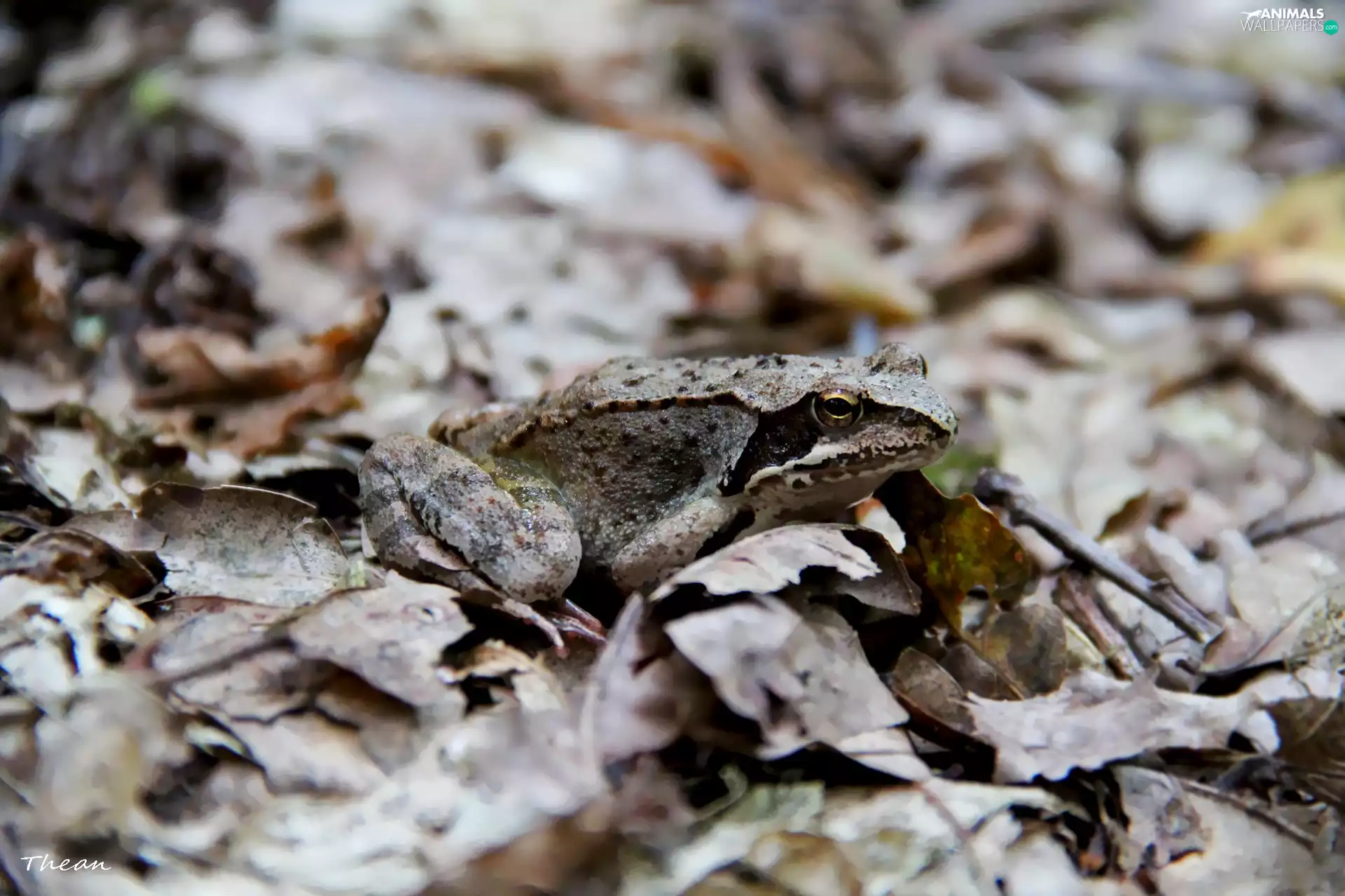 frog, Leaf, camouflage, dry