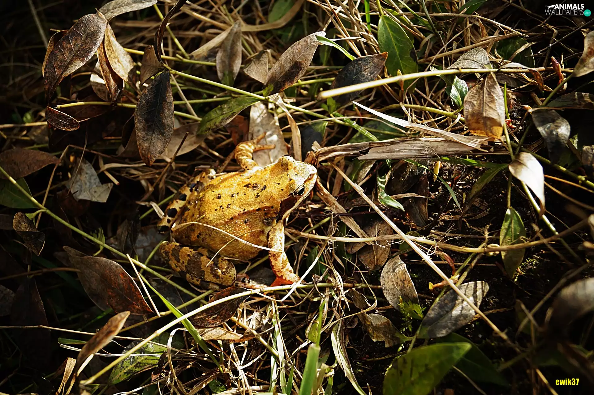 grass, strange frog, dry