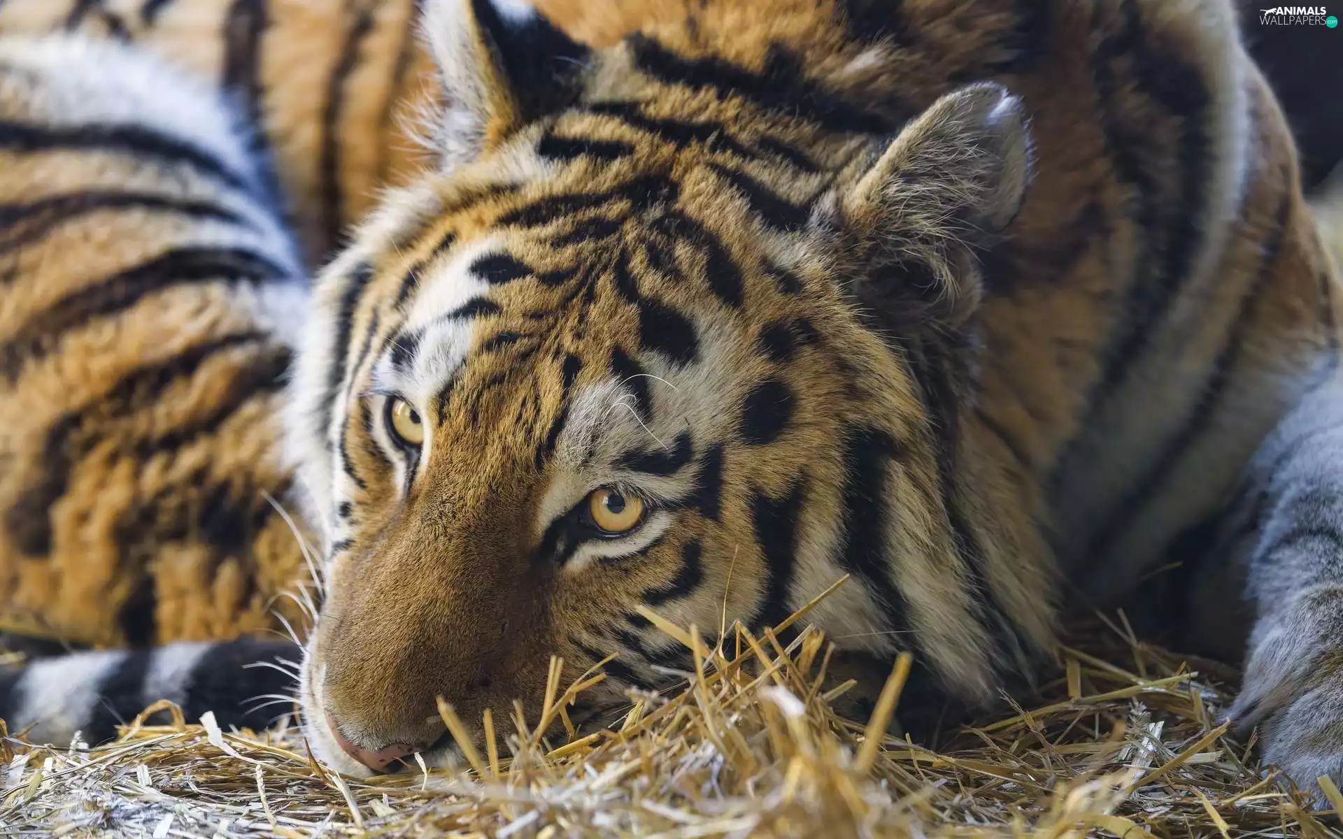 grass, dry, lying, Drapieżnik, tiger