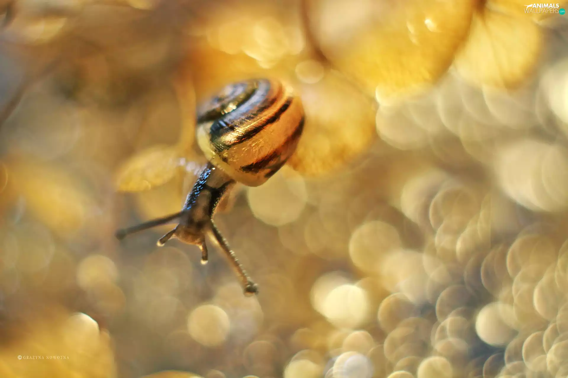 snail, Plants, Bokeh, dry