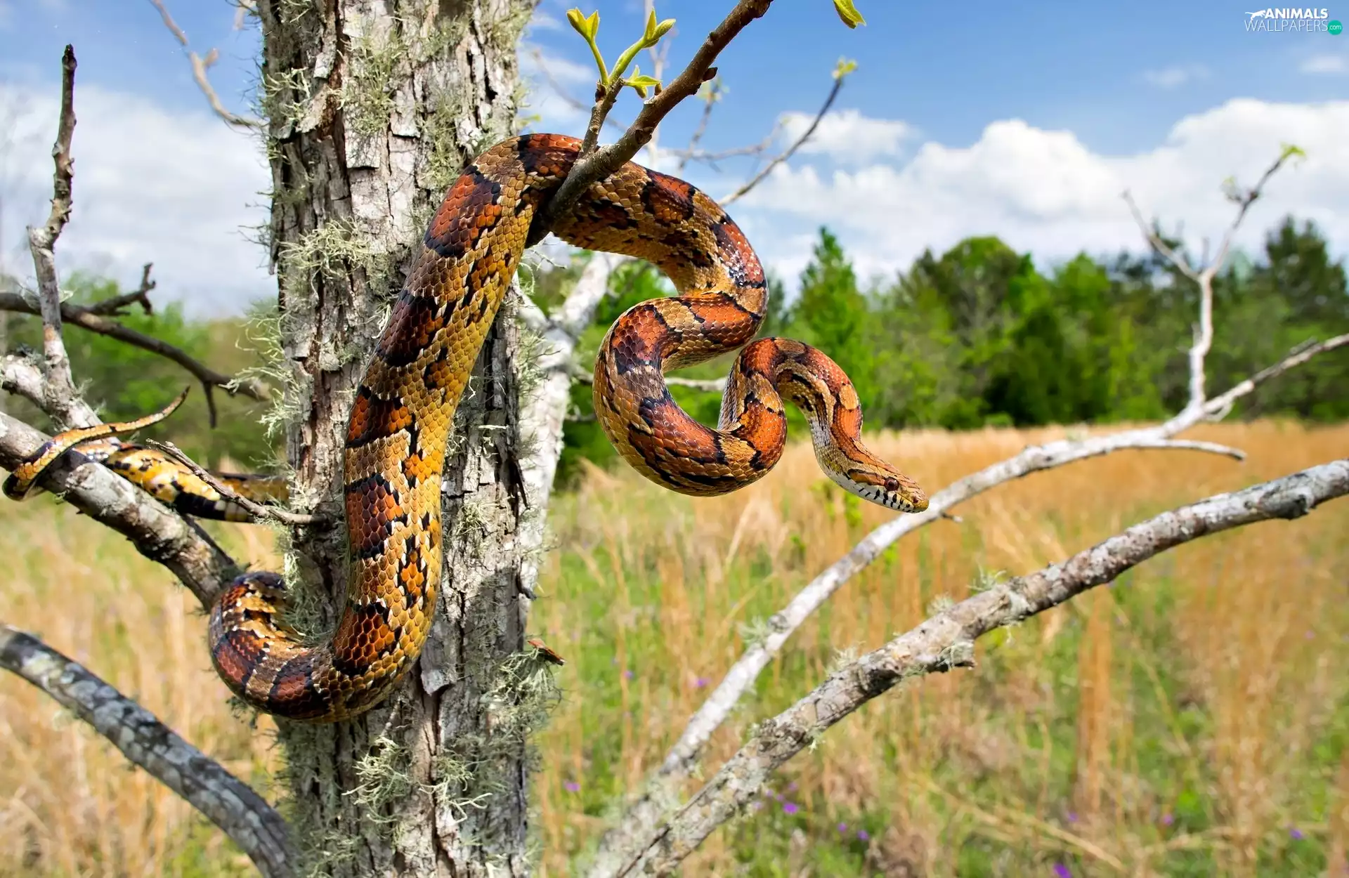 trees, Corn Snake, dry