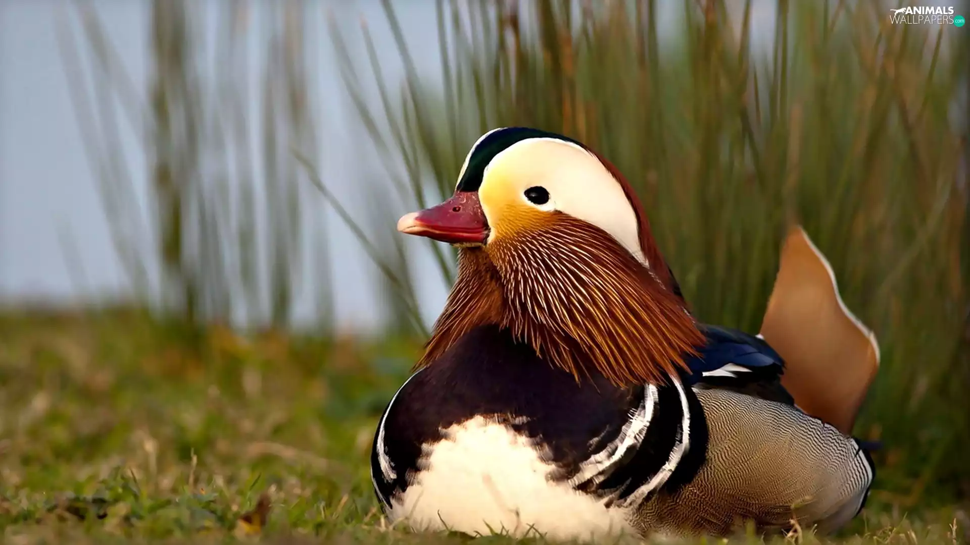 Bird, mandarine, Cane, duck