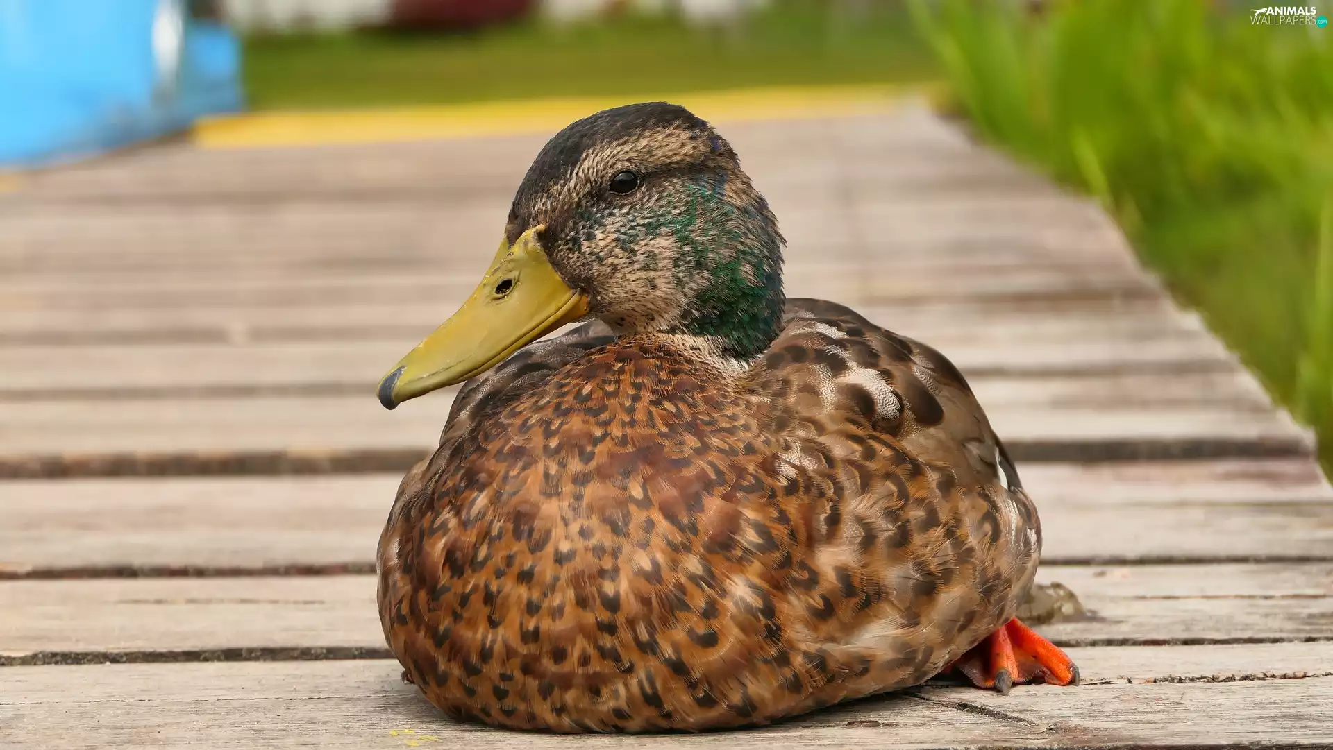 Mallard Duck, Bird, Platform, female